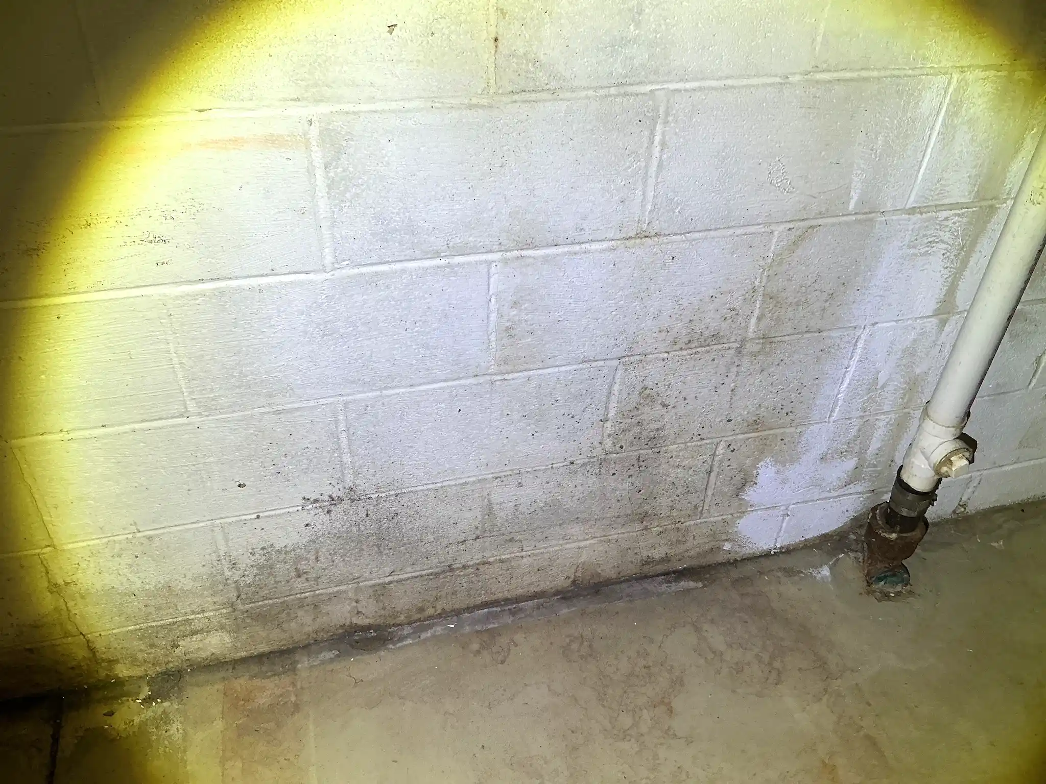 Mold inspection in Mesopotamia.