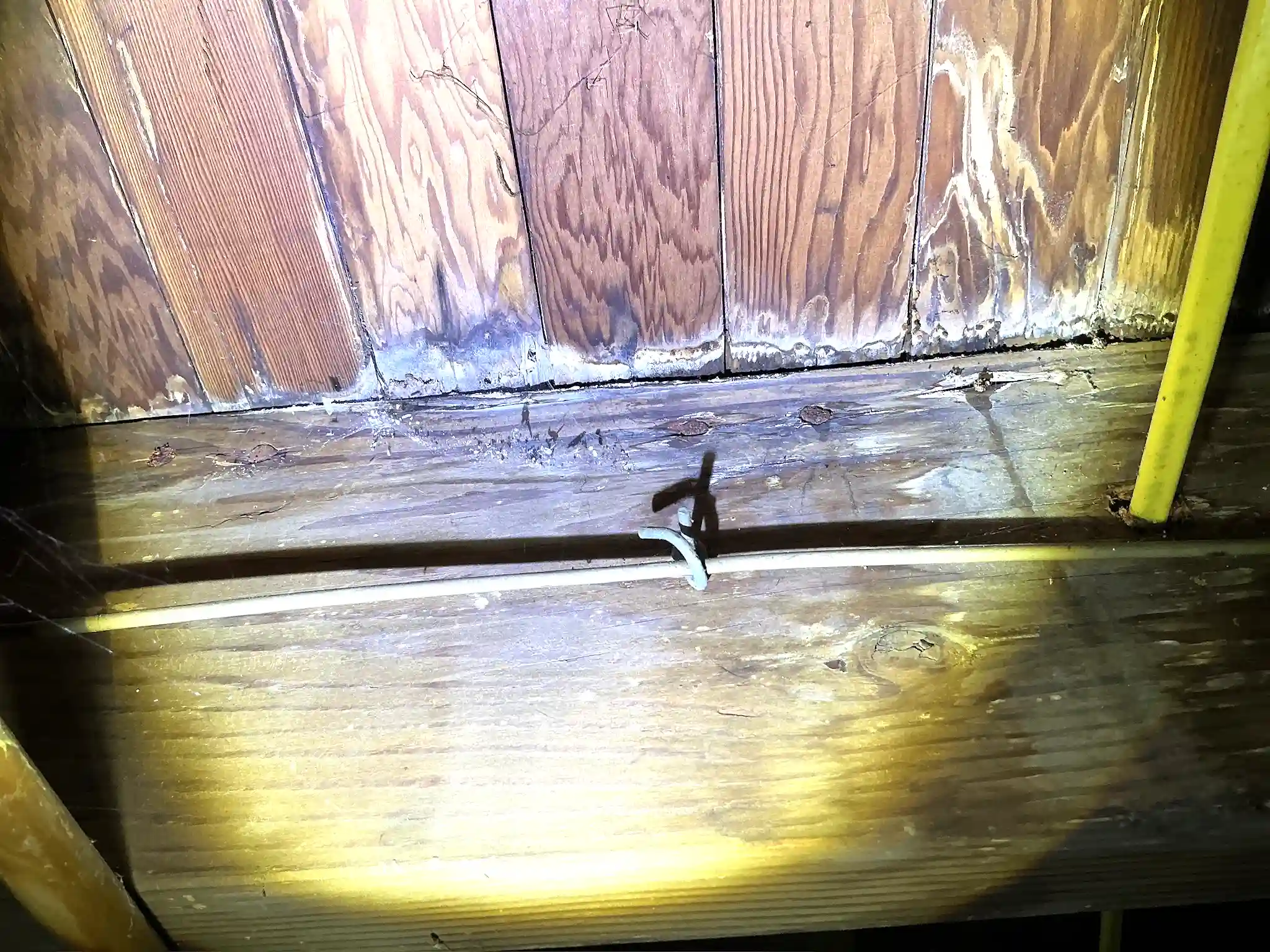 Look at what our mold inspector found in Middleburg Heights..