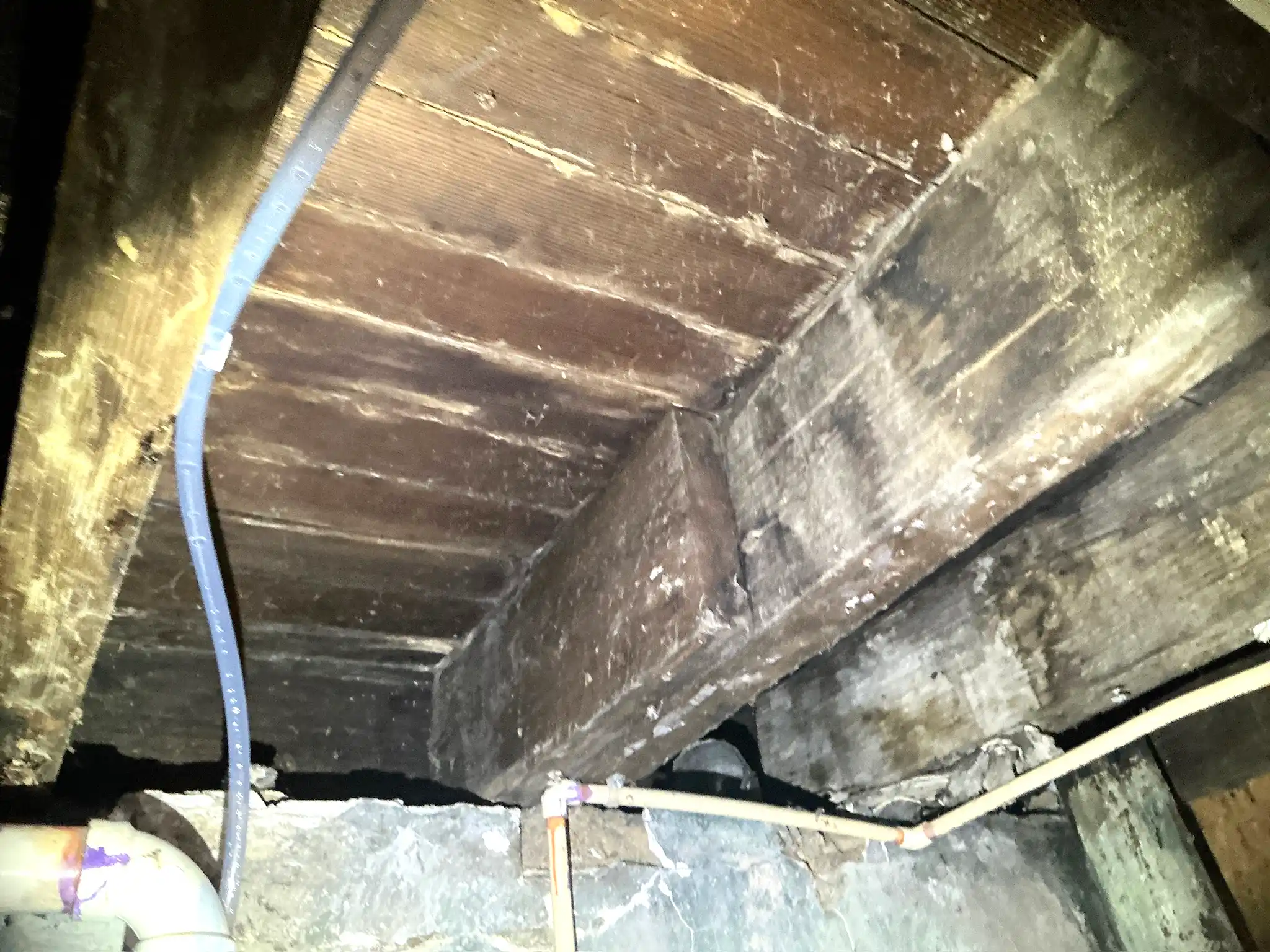 Mold found on a surface during an inspection in Middleburg Heights.