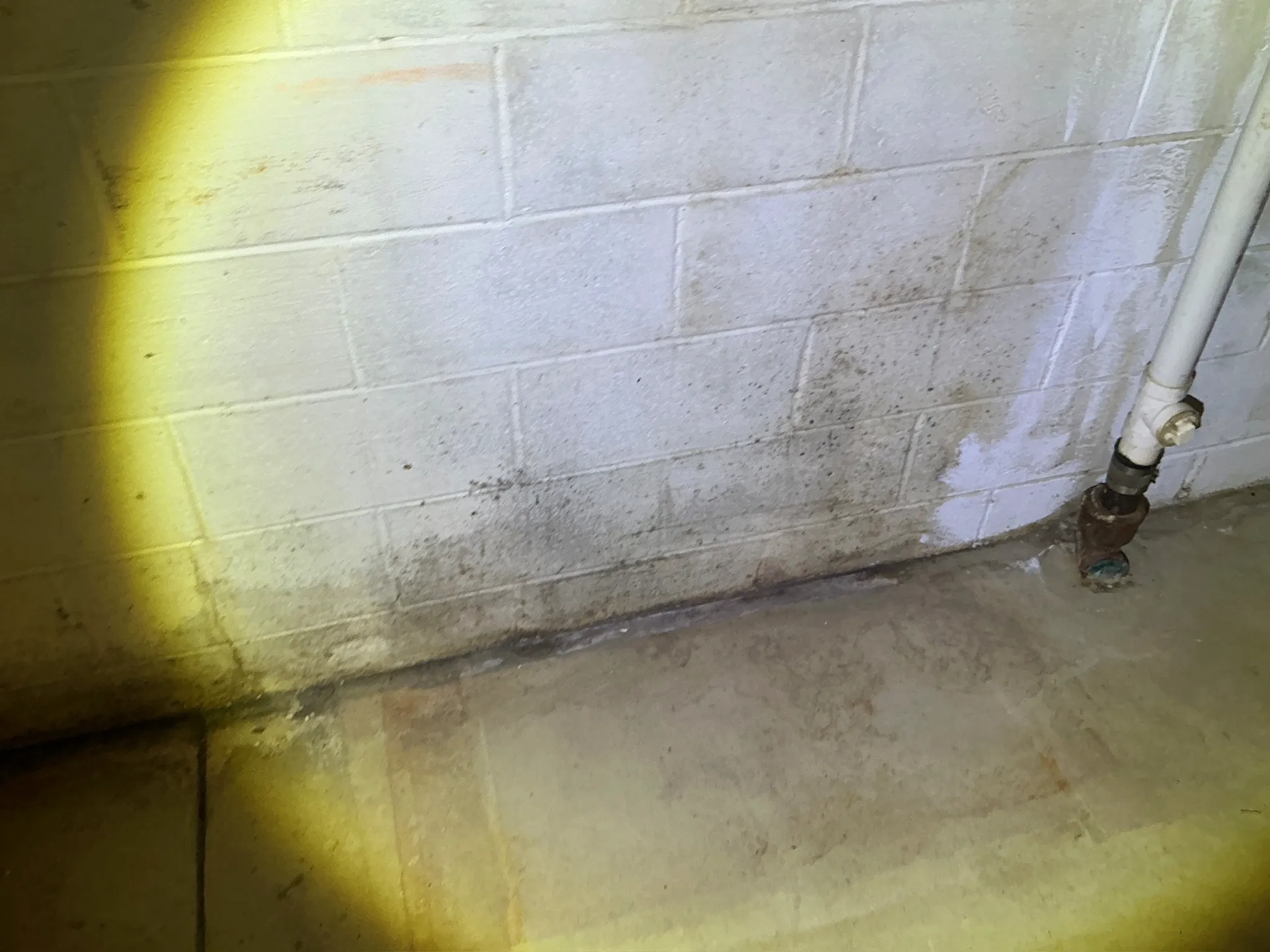Mold found during a home inspection in Mineral Ridge.