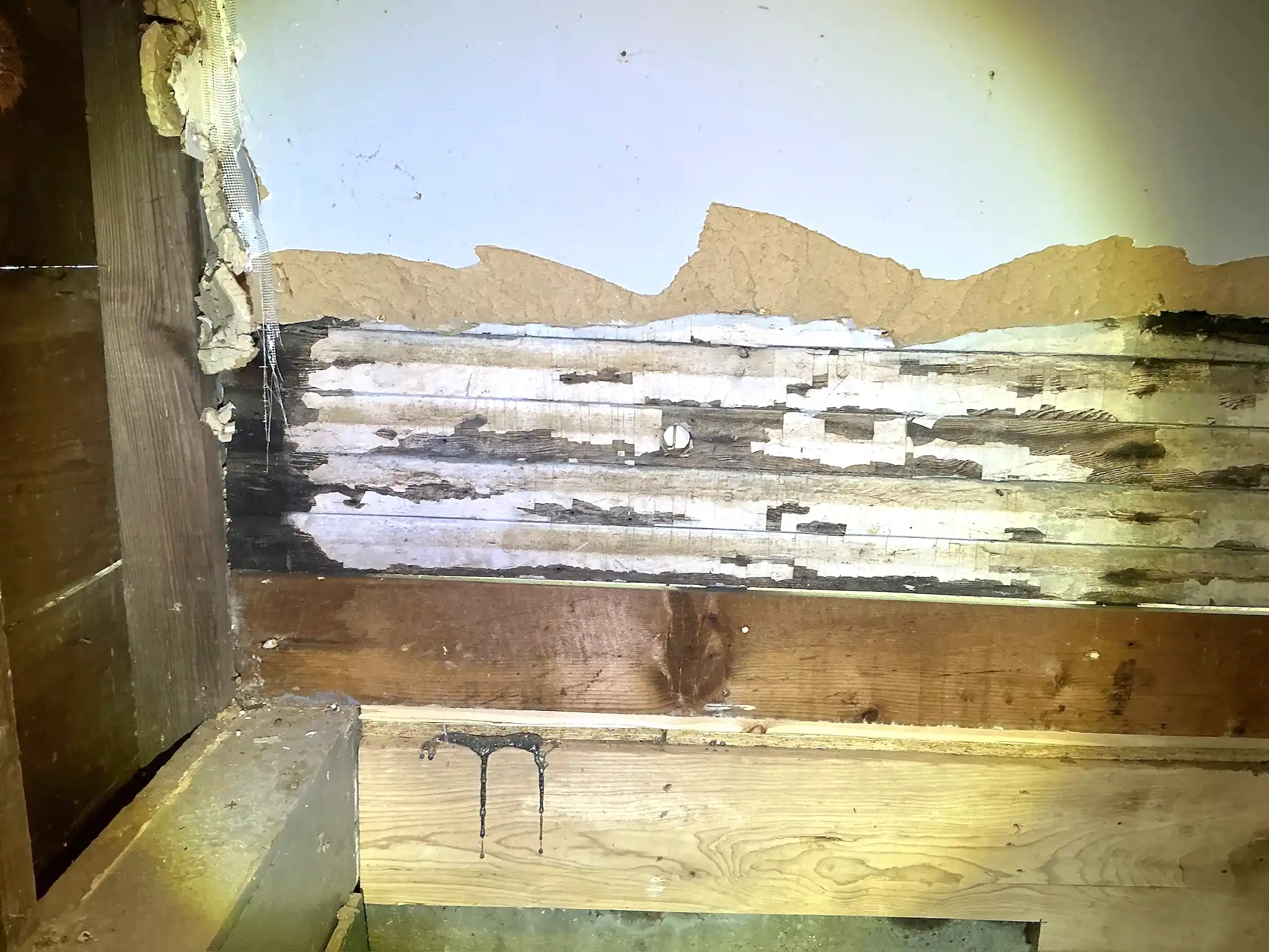 Look at what our mold inspector found in Minerva..