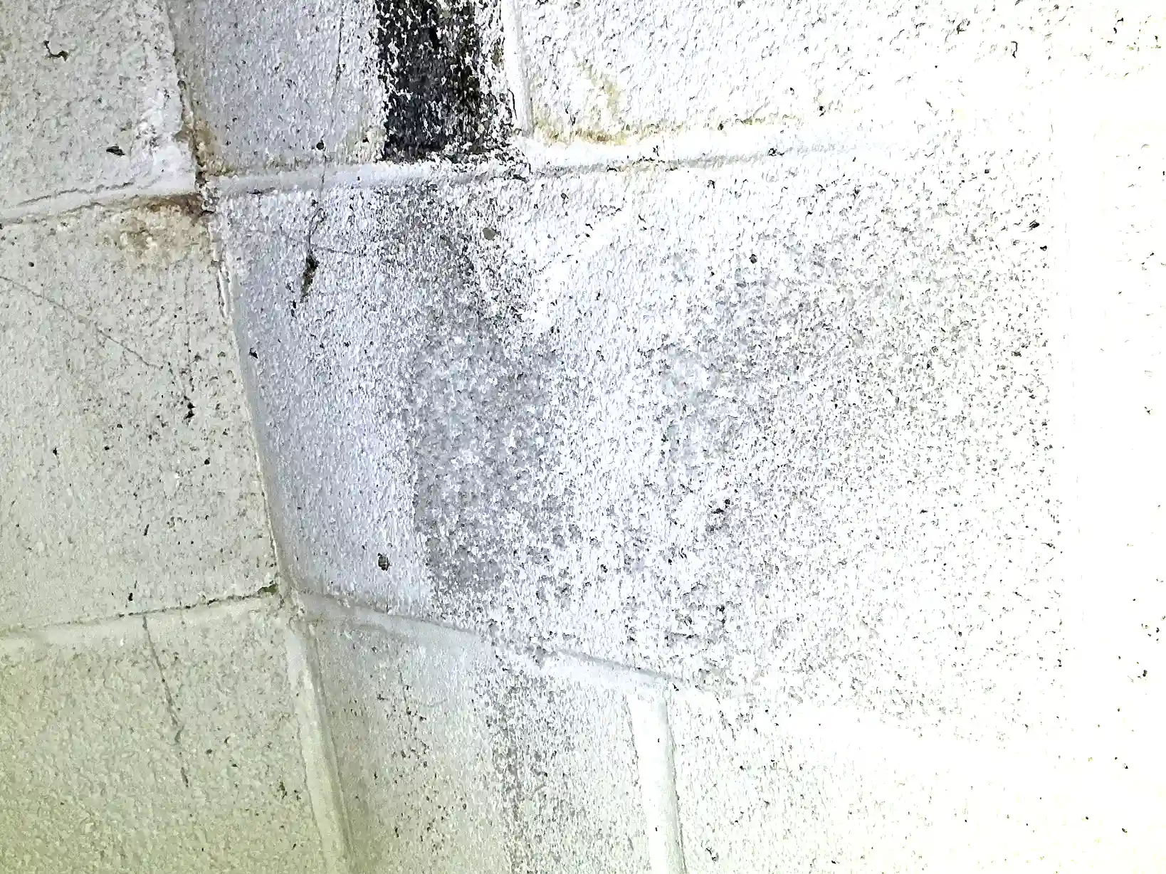 Mold found on a surface during an inspection in Minerva.