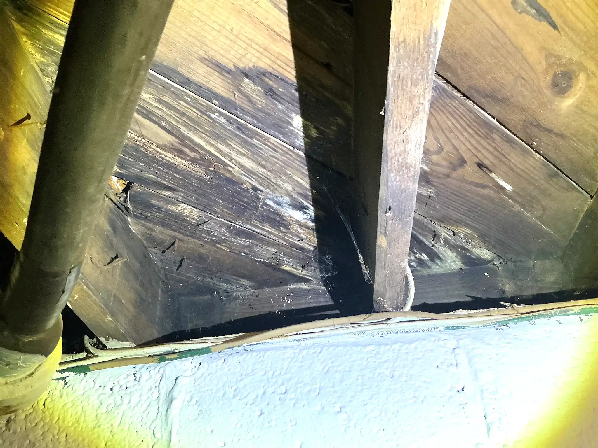 Mold inspection in New Albany.