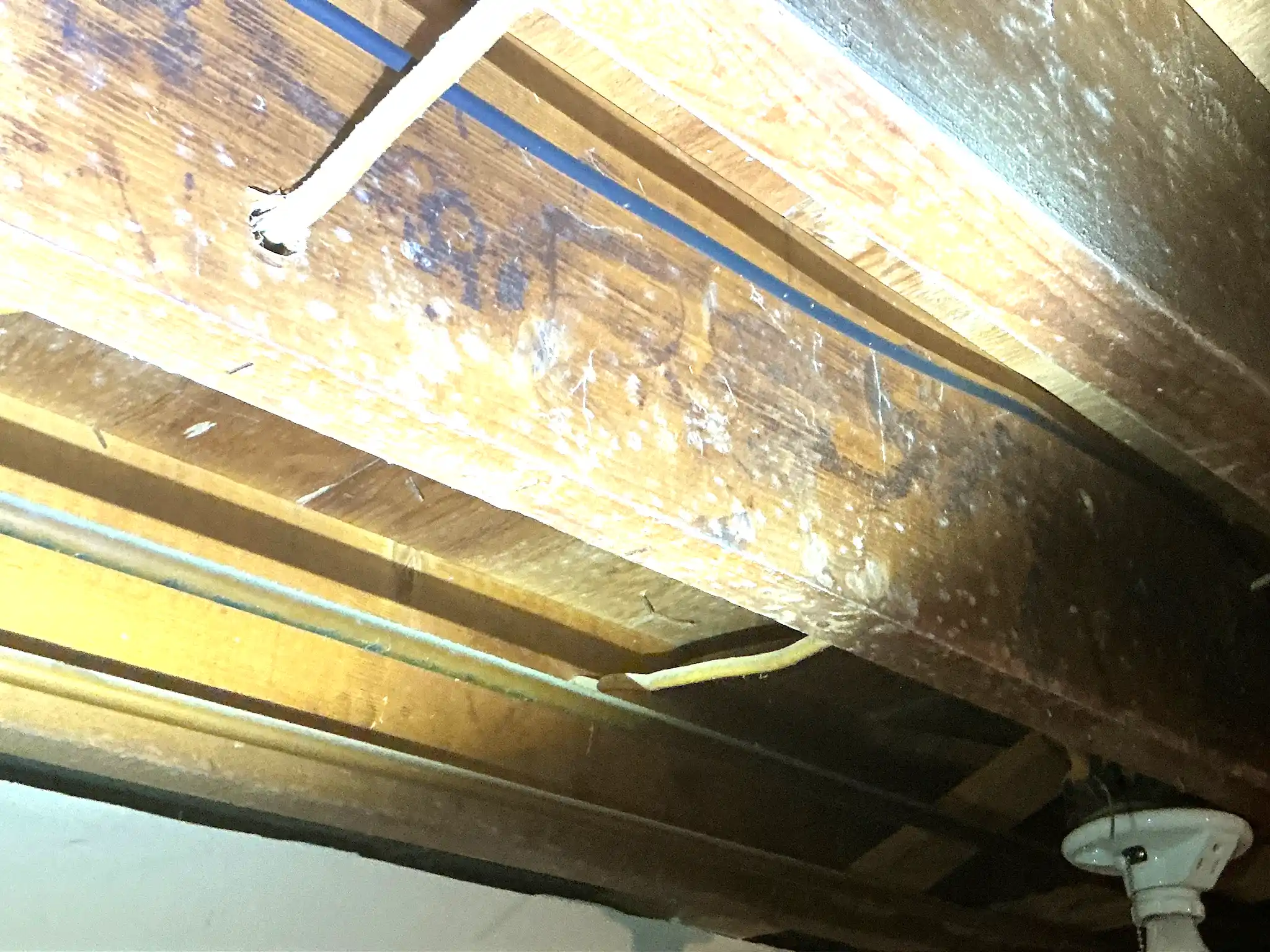 Our mold inspector found this surface mold in New Albany.