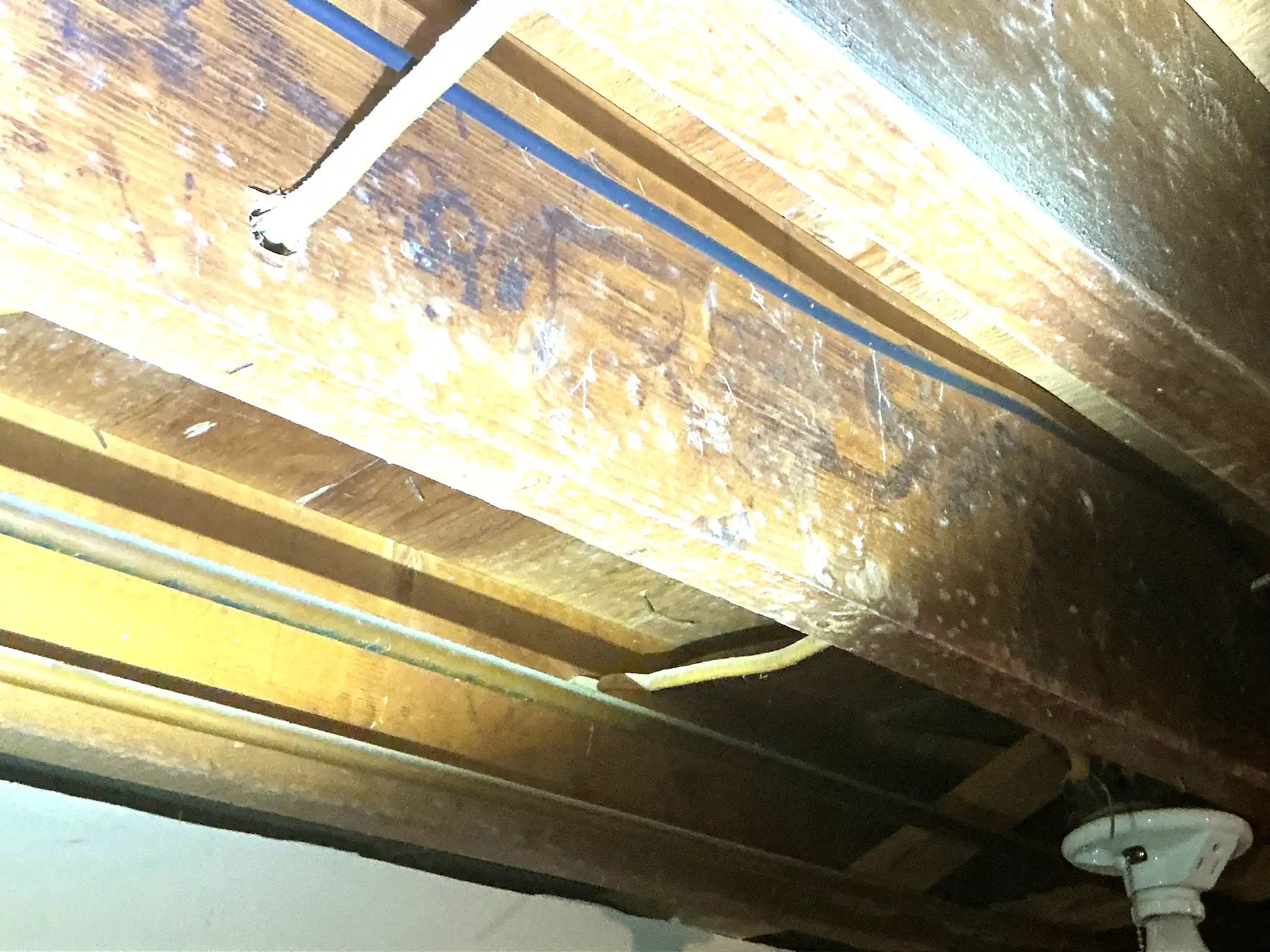 Look at what our mold inspector found in New Franklin..
