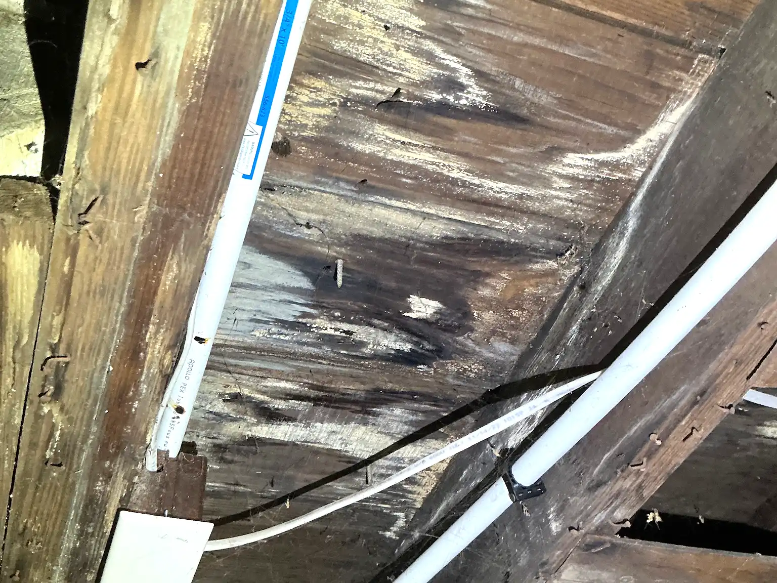 Mold found on a surface during an inspection in New Franklin.