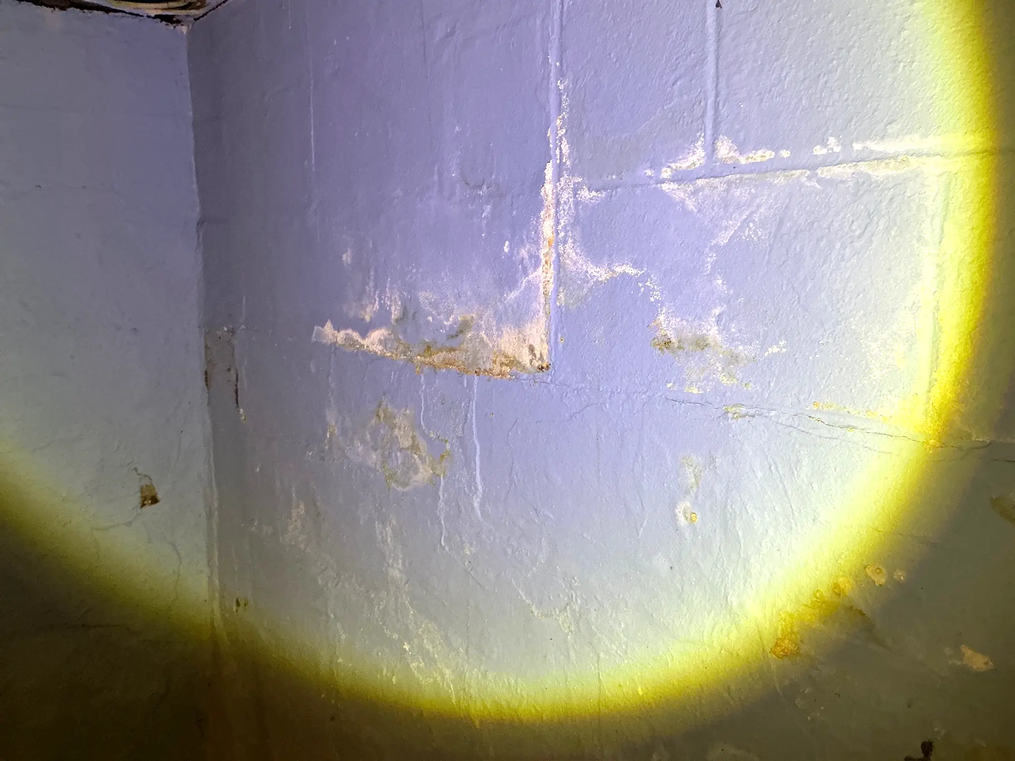 Mold found during a commercial mold inspection in New Franklin.