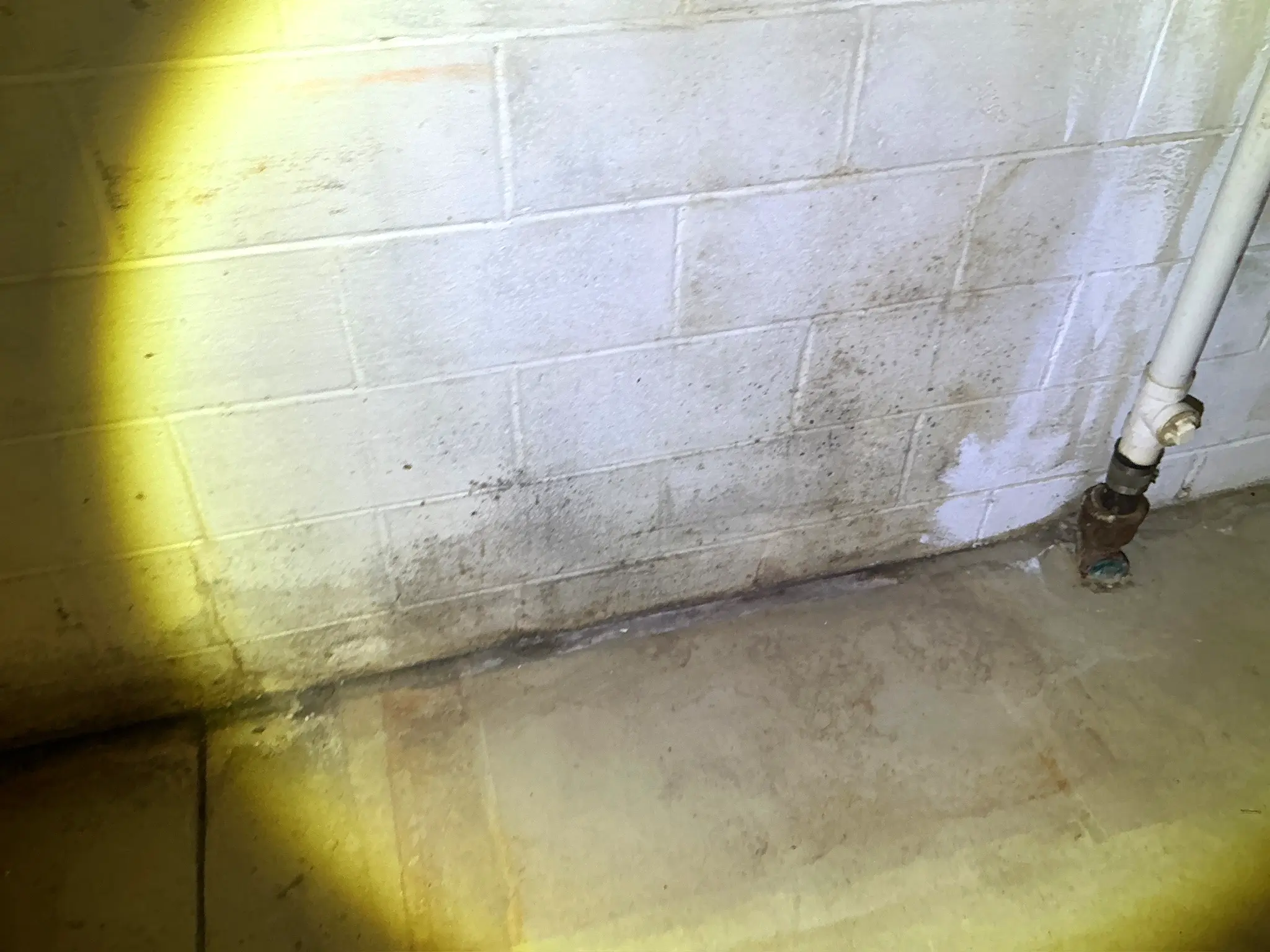 Look at what our mold inspector found in Newton Falls..