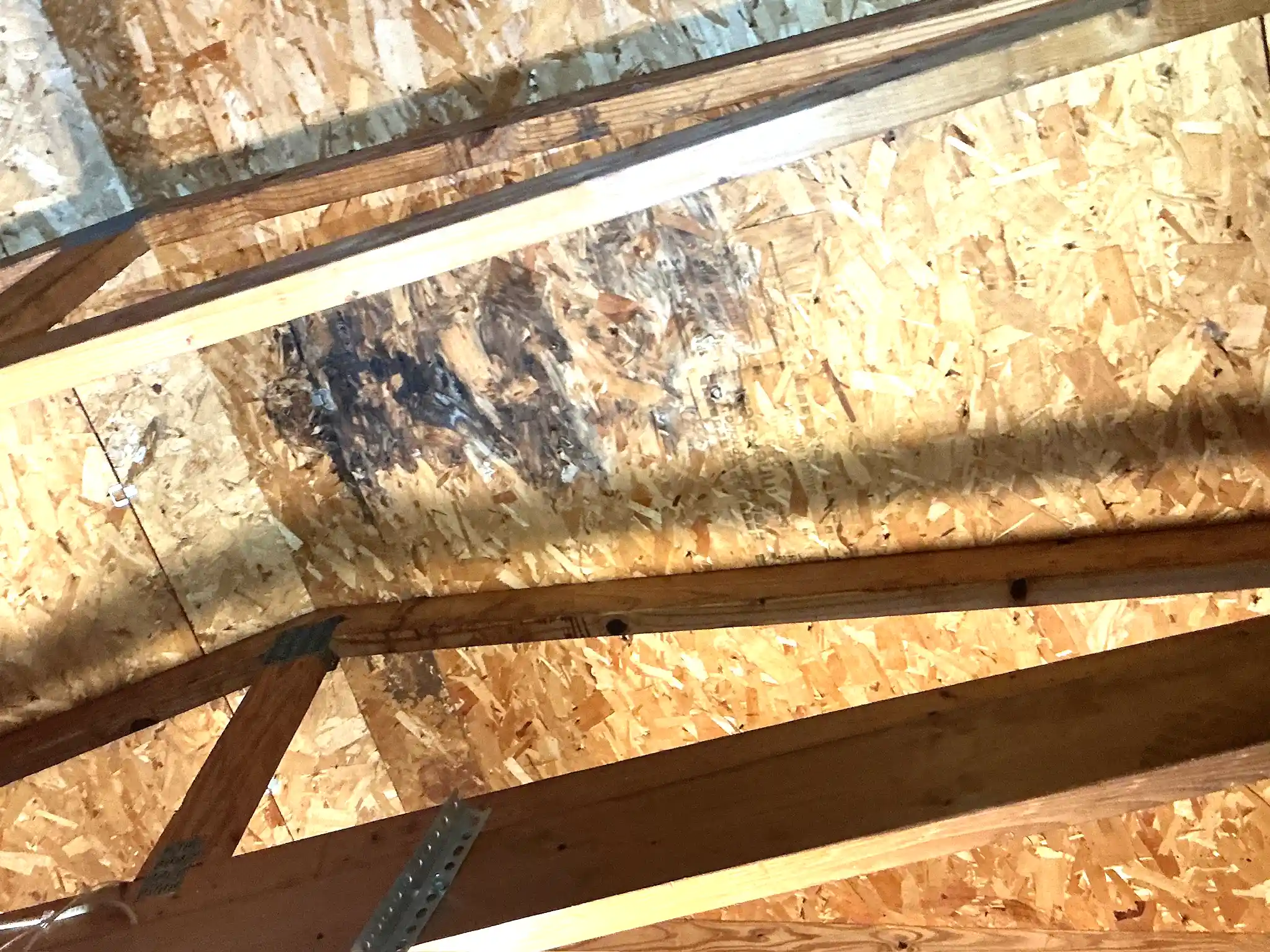 Mold found on a surface during an inspection in Newton Falls.