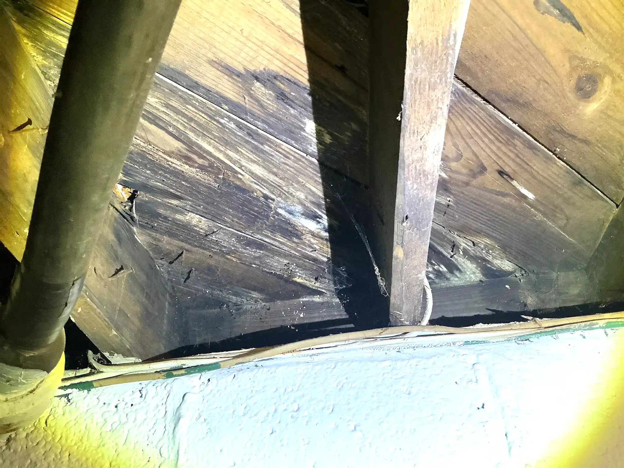 Mold found on a surface during an inspection in North Canton.