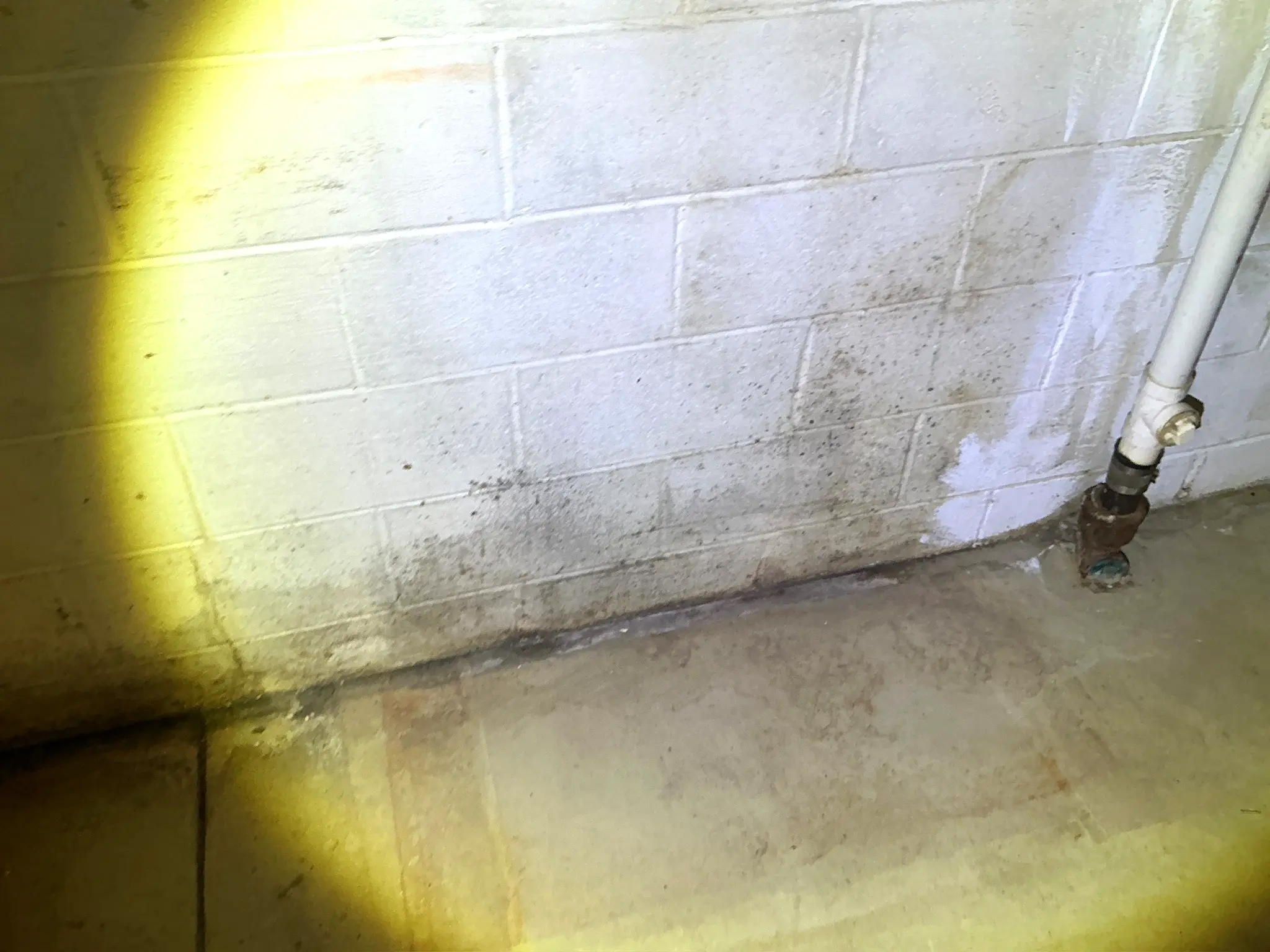 Our mold inspector found this surface mold in North Canton.