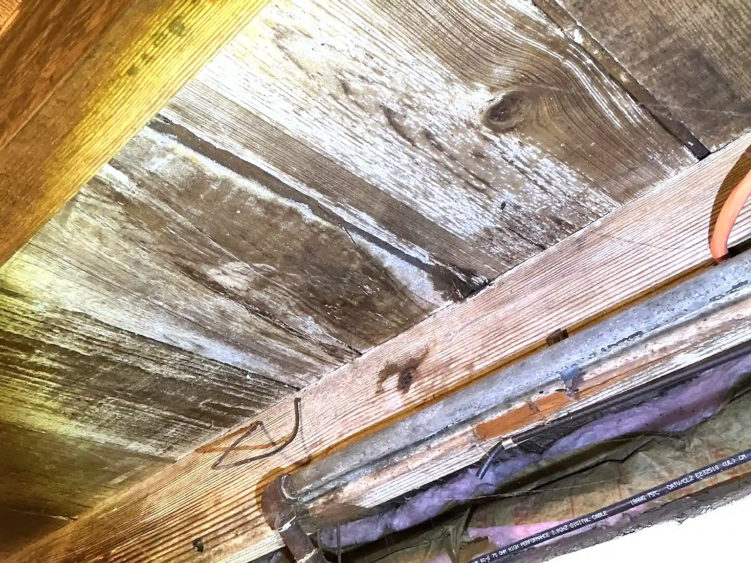 Mold found during a commercial mold inspection in North Madison.