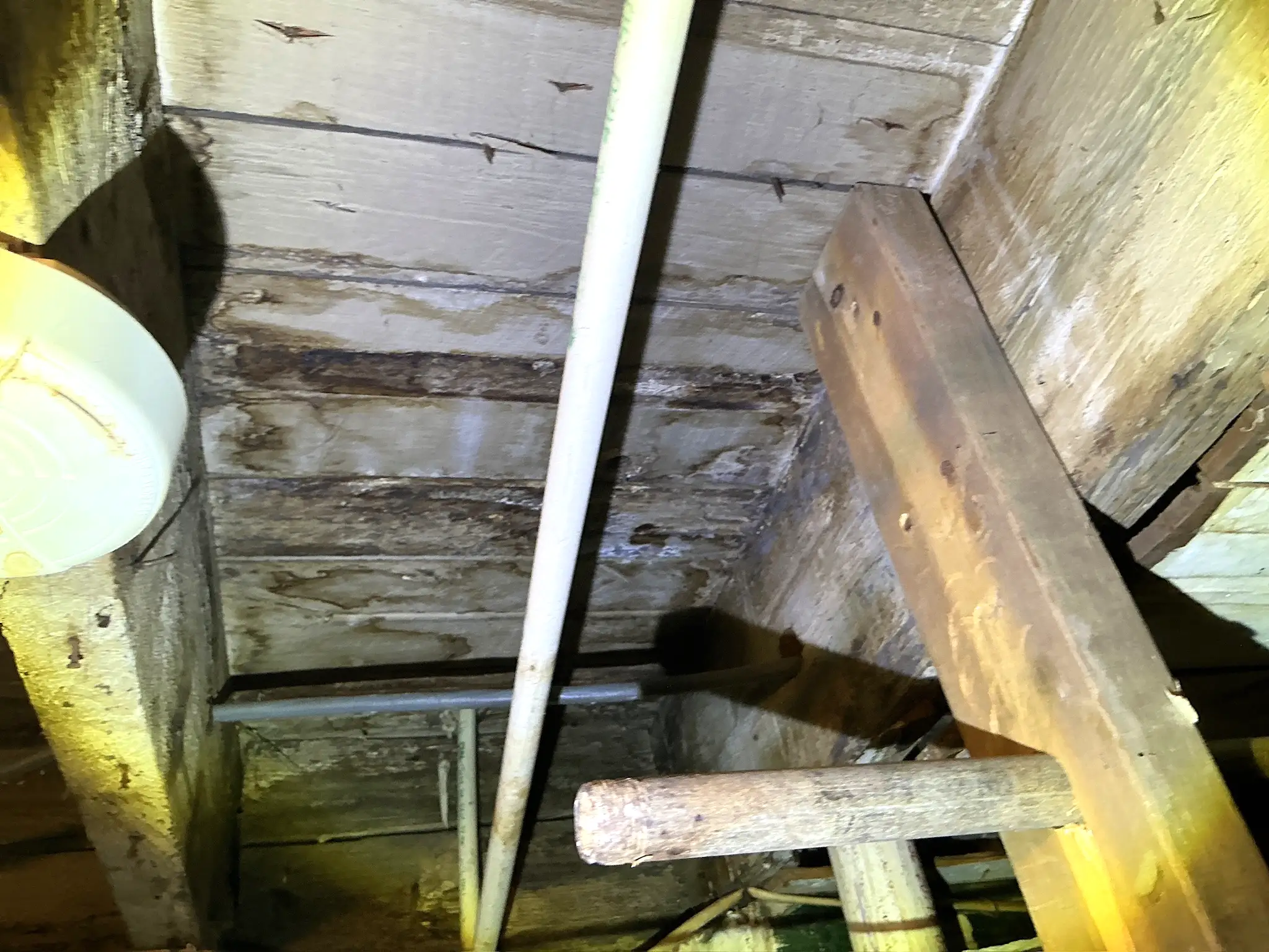 Mold found during a home inspection in North Royalton.