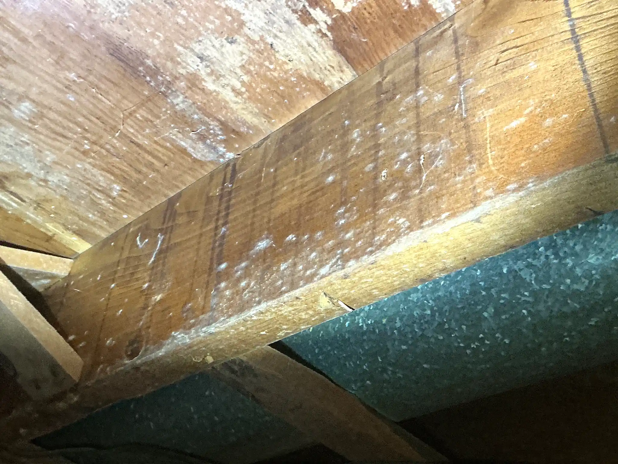 Mold found during a commercial mold inspection in Northfield.