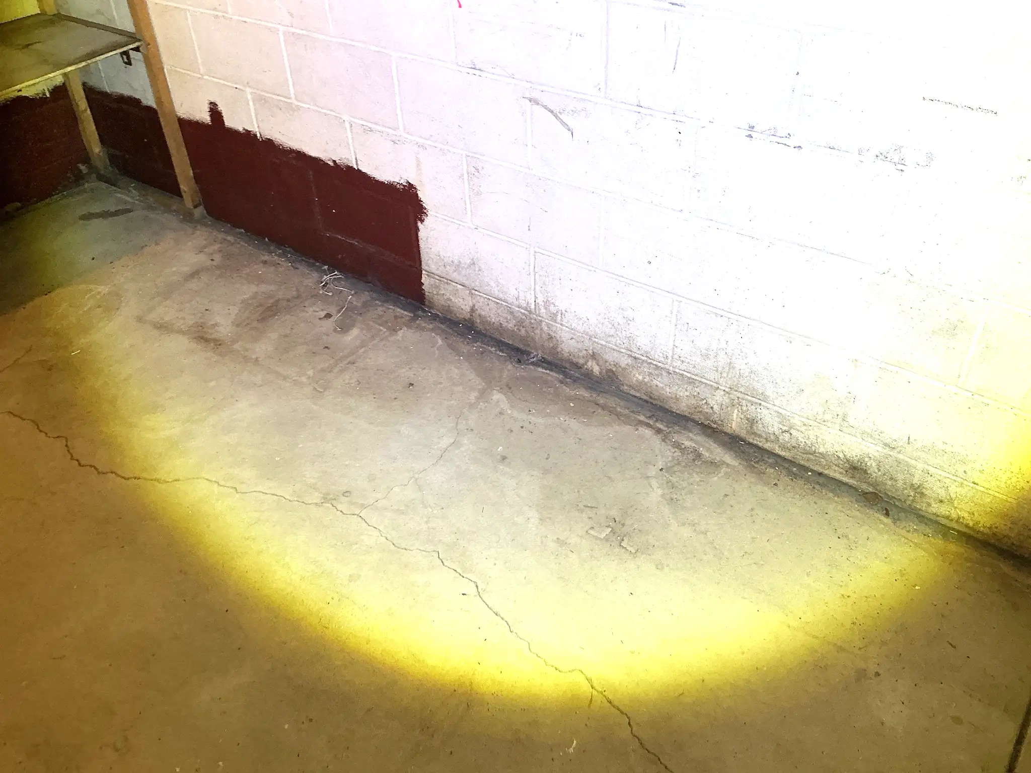 Mold found on a surface during an inspection in Northgate.