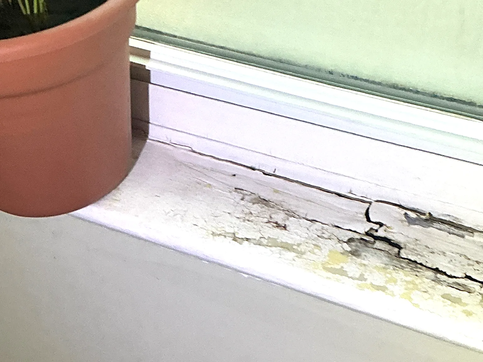 Mold found during a home inspection in Northgate.