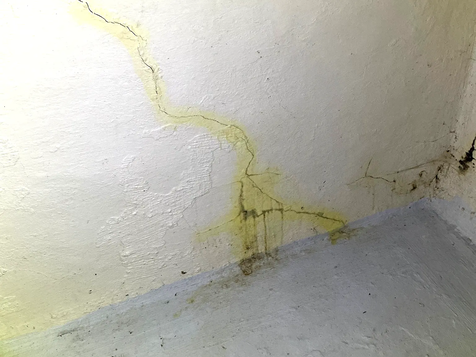 Mold found during a commercial mold inspection in Northgate.
