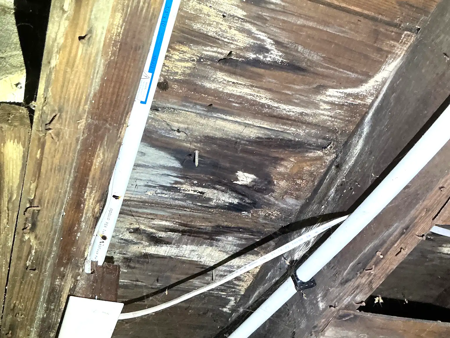 Our mold inspector found this surface mold in Norton.