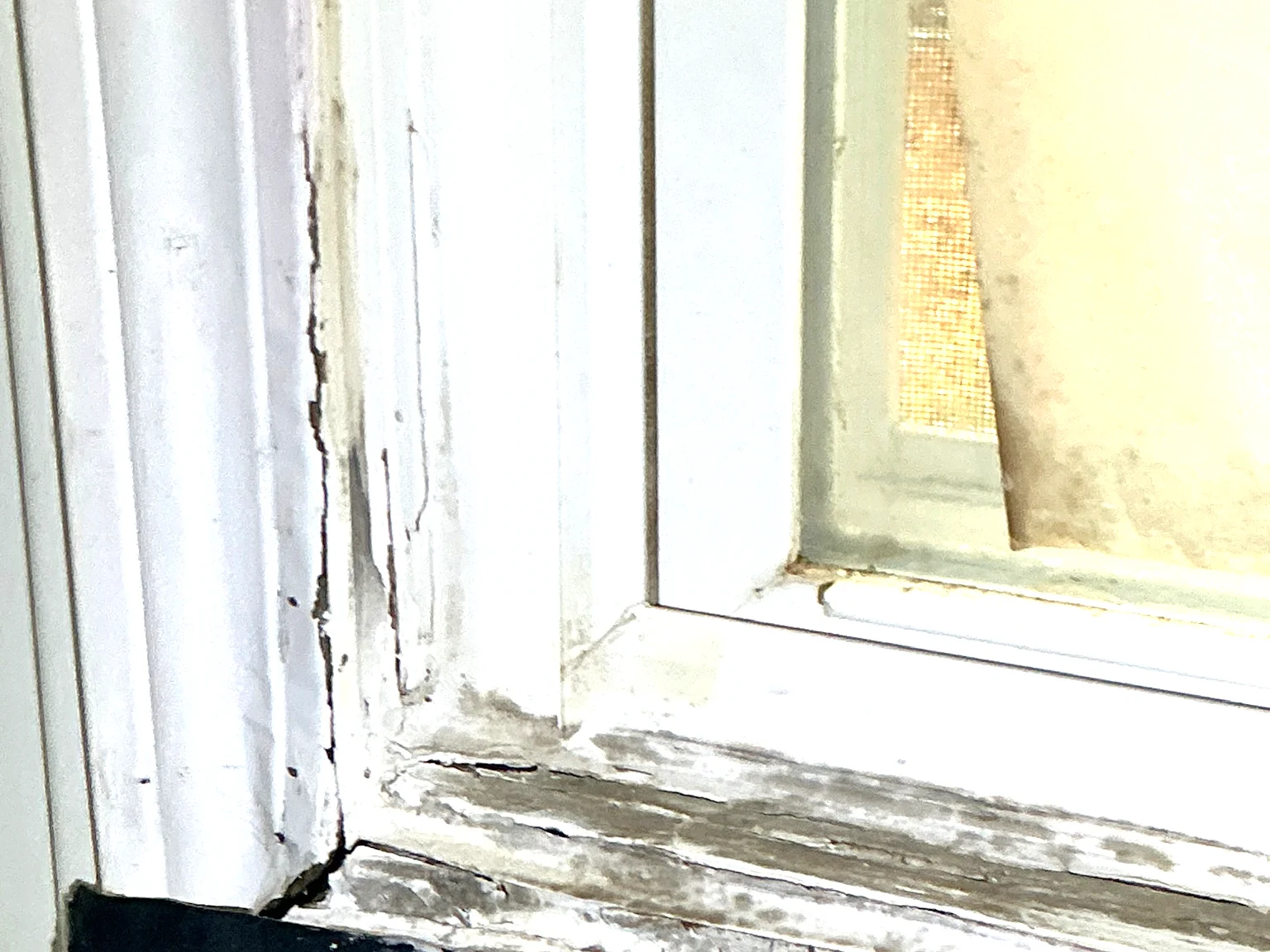 Mold found on a surface during an inspection in Oakwood.