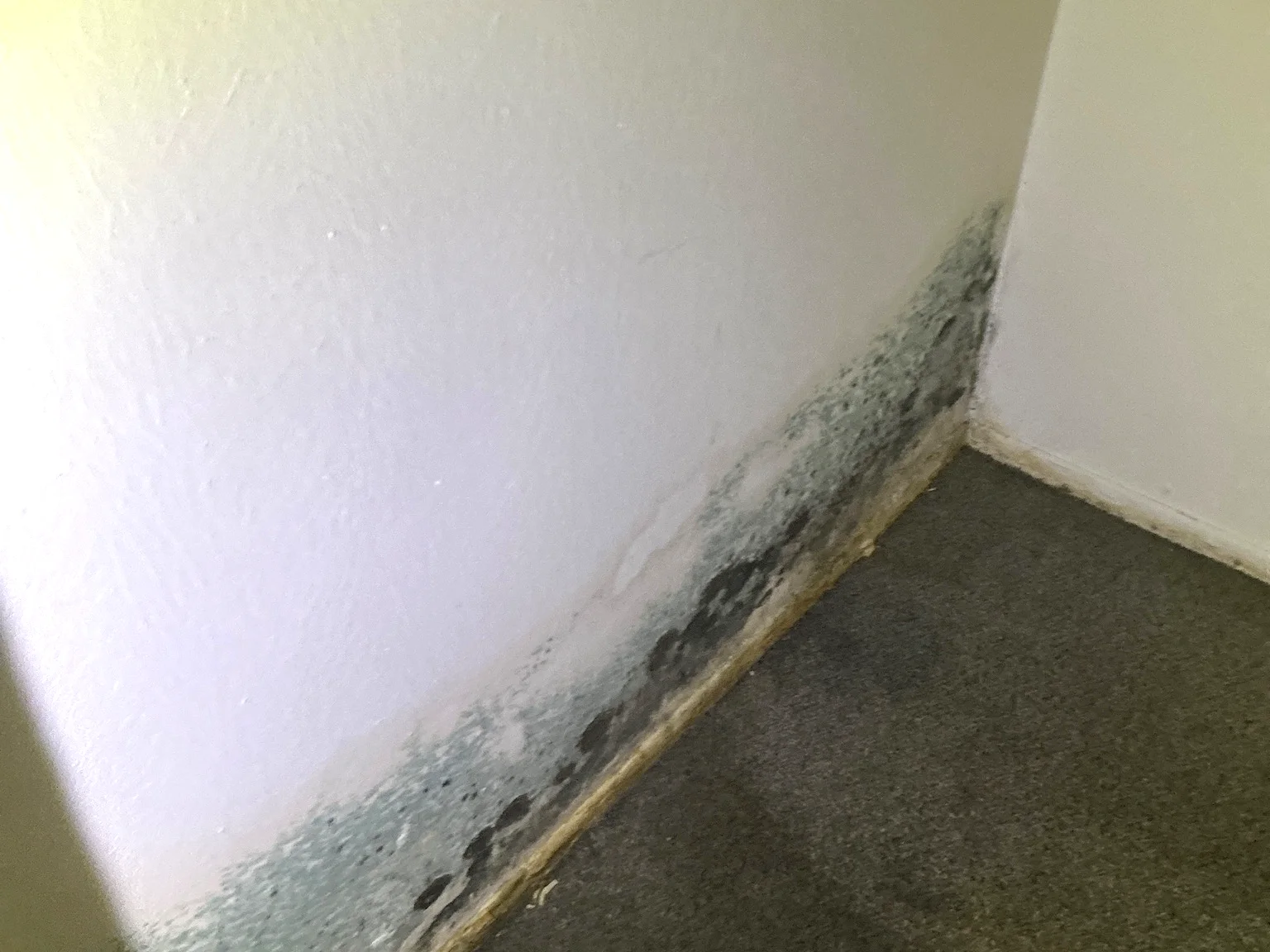 Mold found on a surface during an inspection in Olmsted Falls.