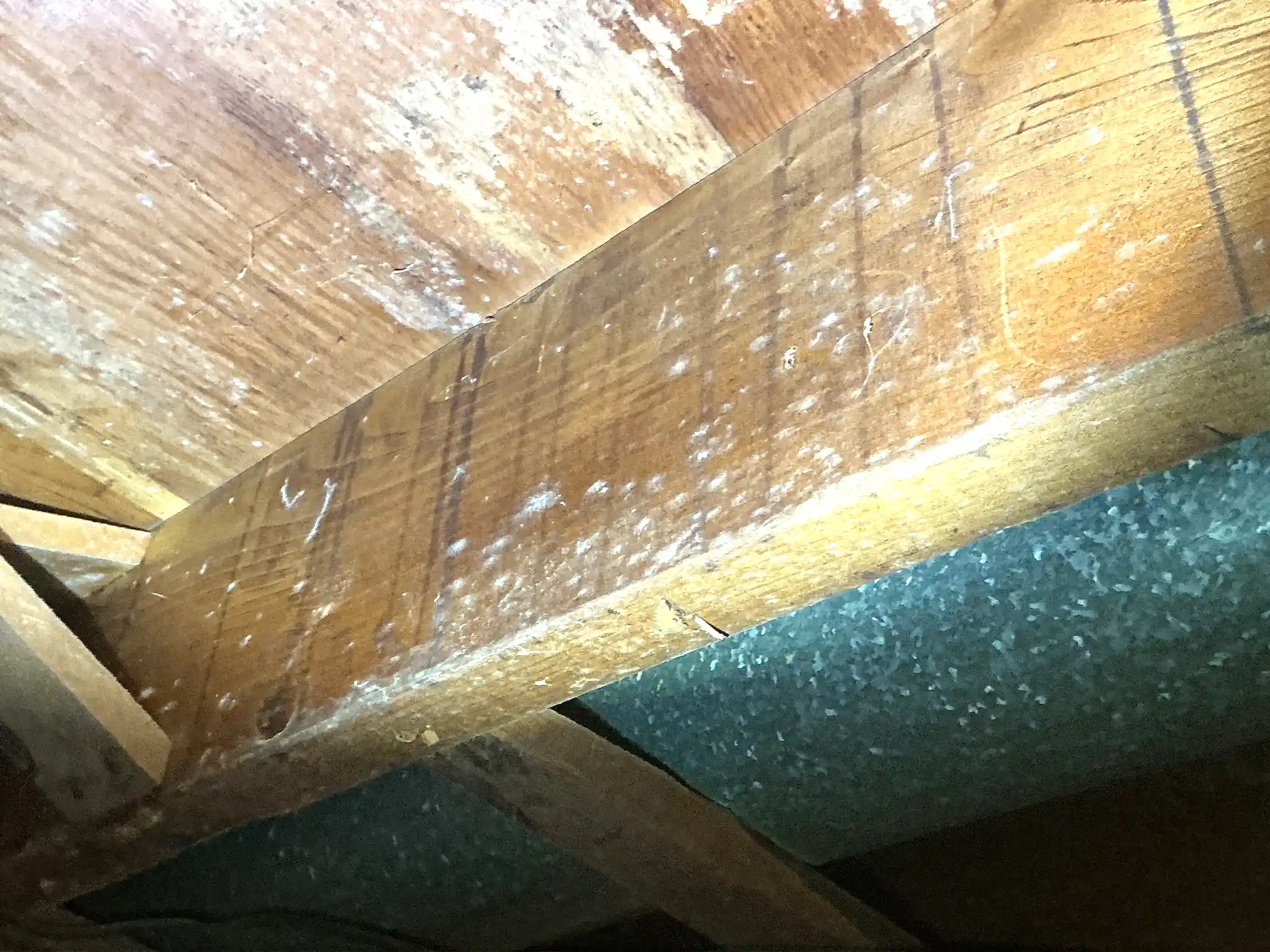 Mold inspection in Olmsted Falls.