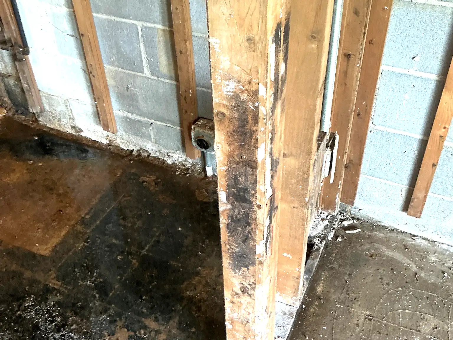 Mold found on a surface during an inspection in Orange.