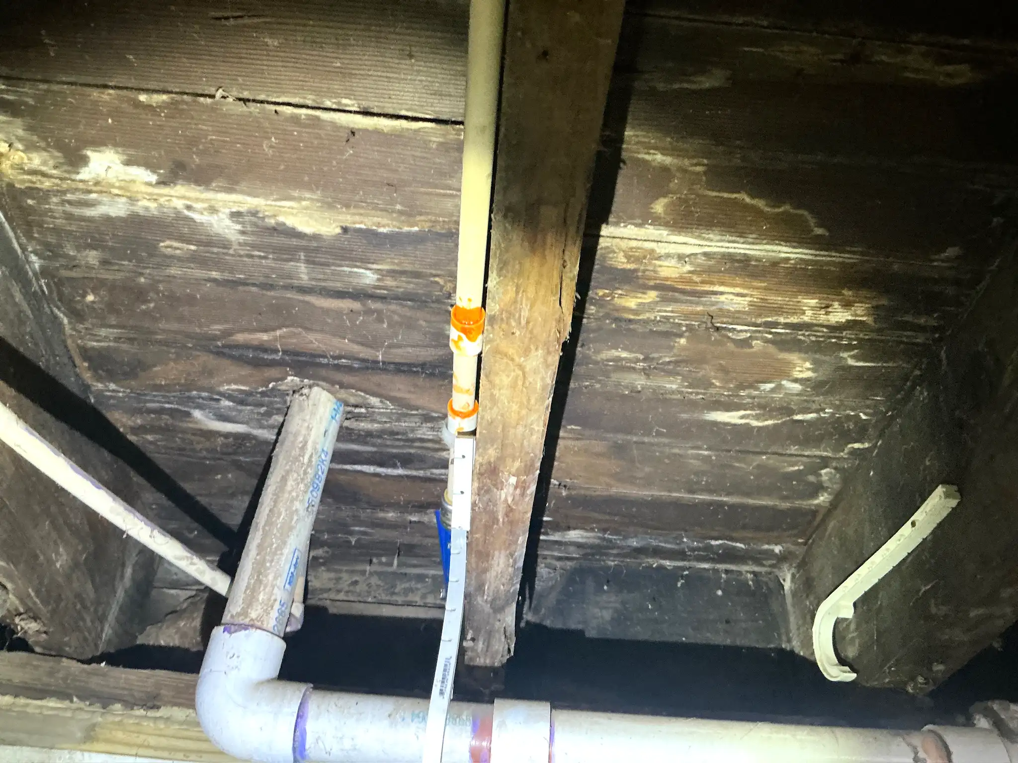 Mold inspection in Orange.