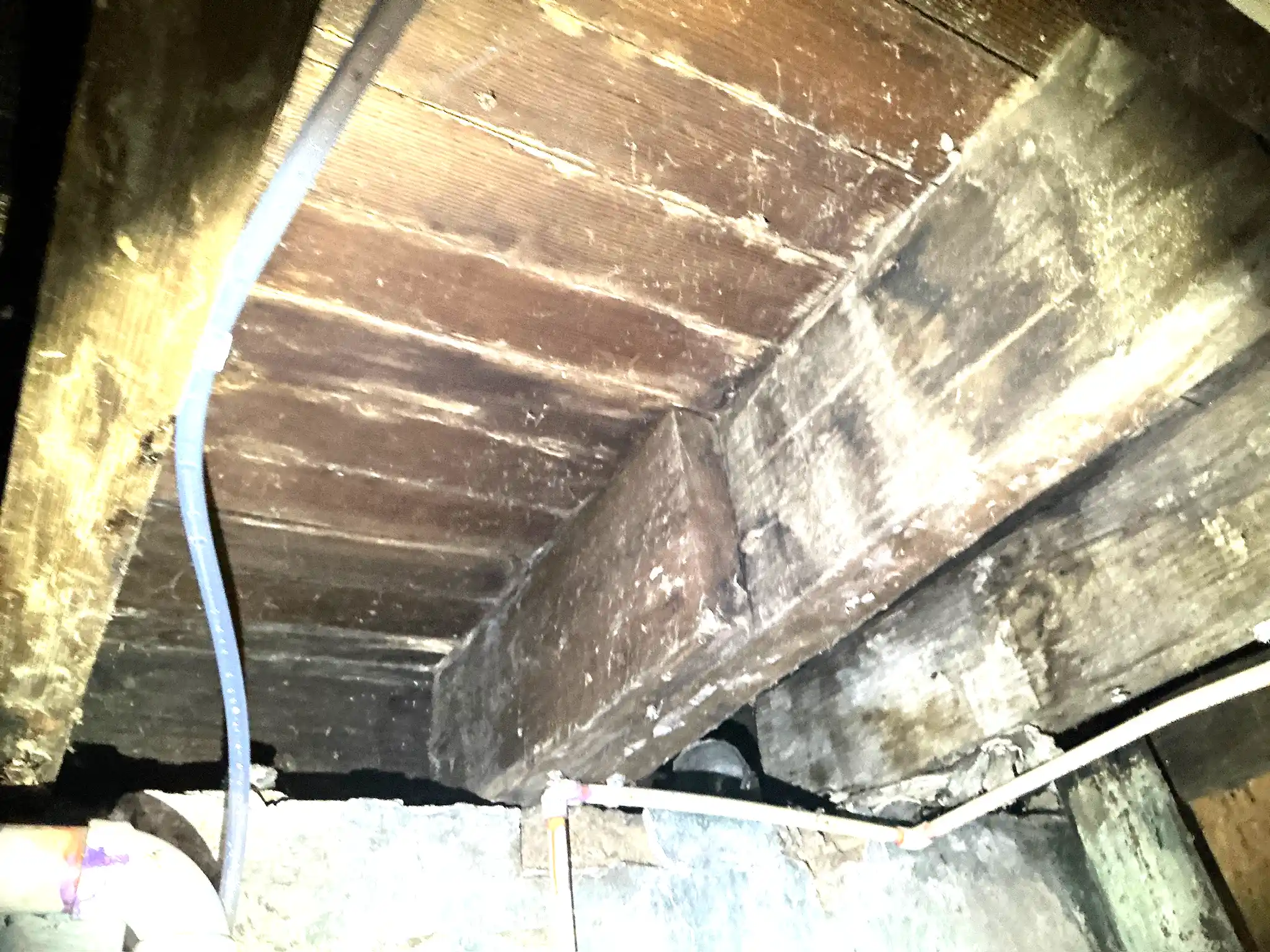 Mold found on a surface during an inspection in Painesville.