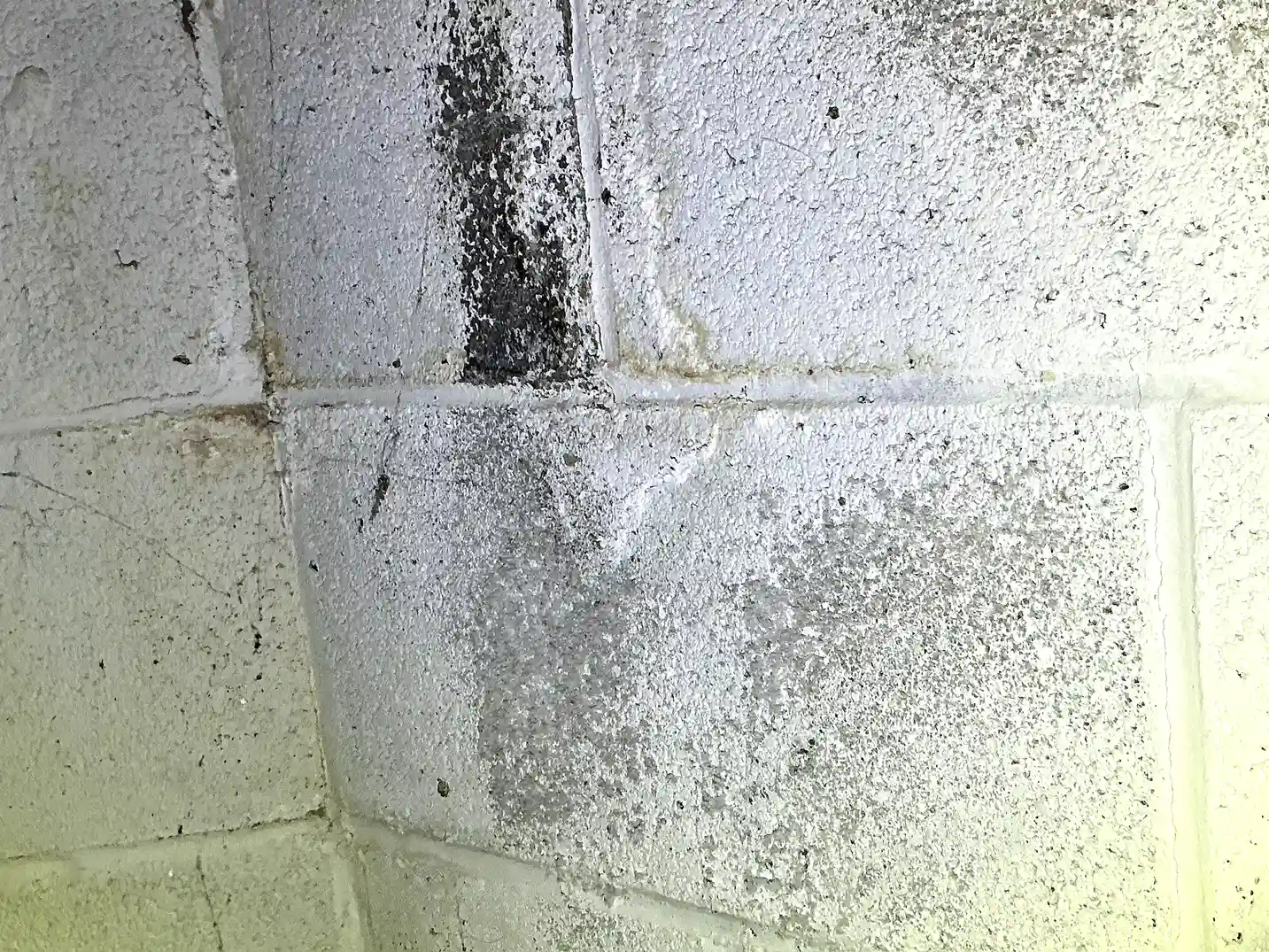 Mold found during a home inspection in Painesville.