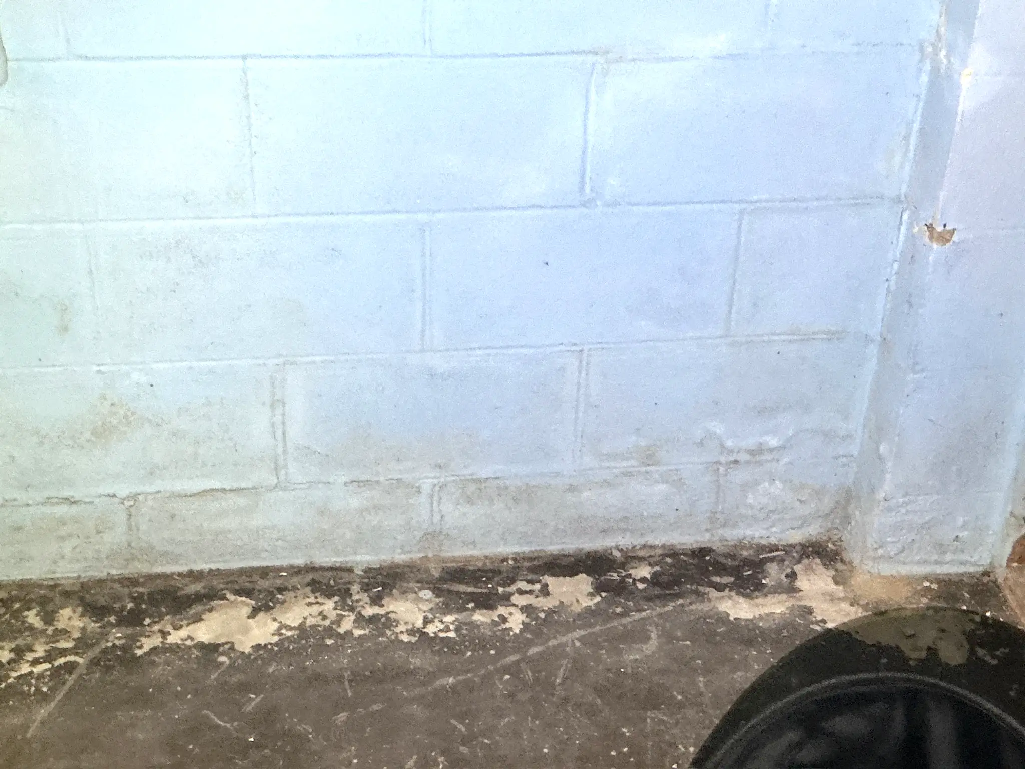 Mold found on a surface during an inspection in Parma.