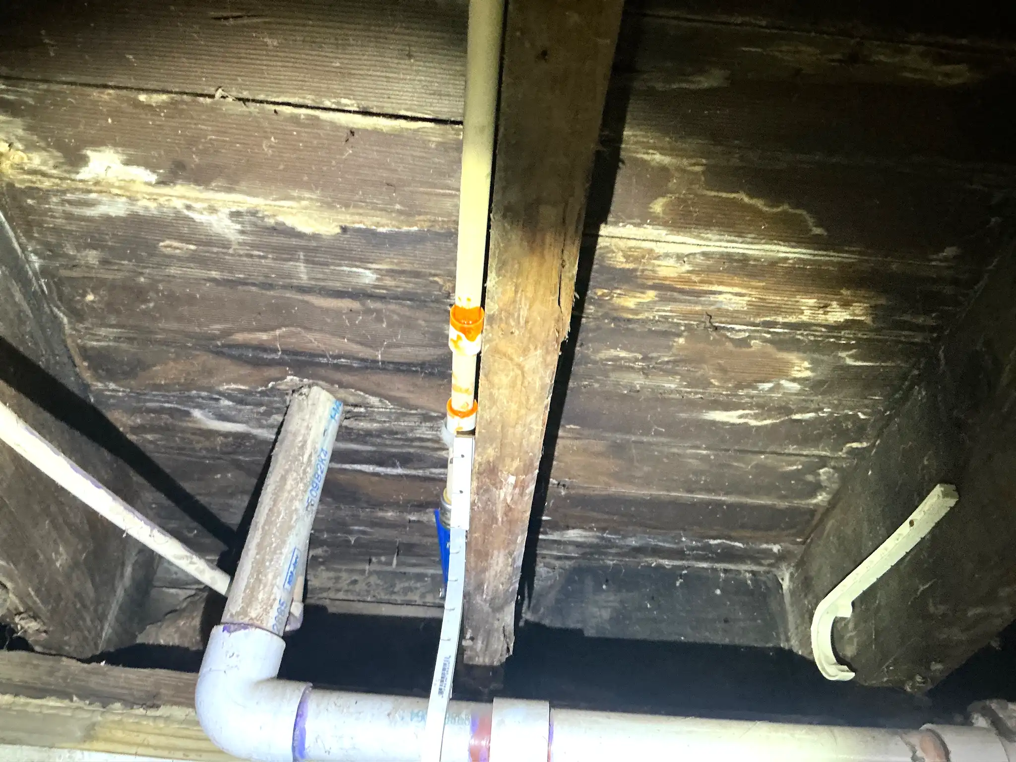 Mold found during a home inspection in Perry Heights.