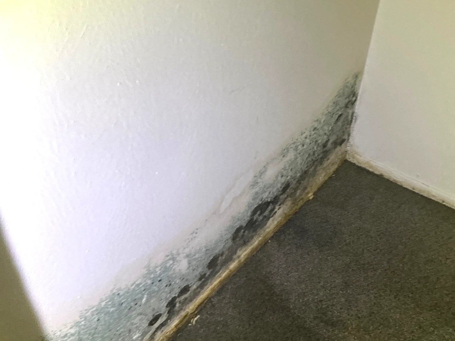 Mold found on a surface during an inspection in Poland.
