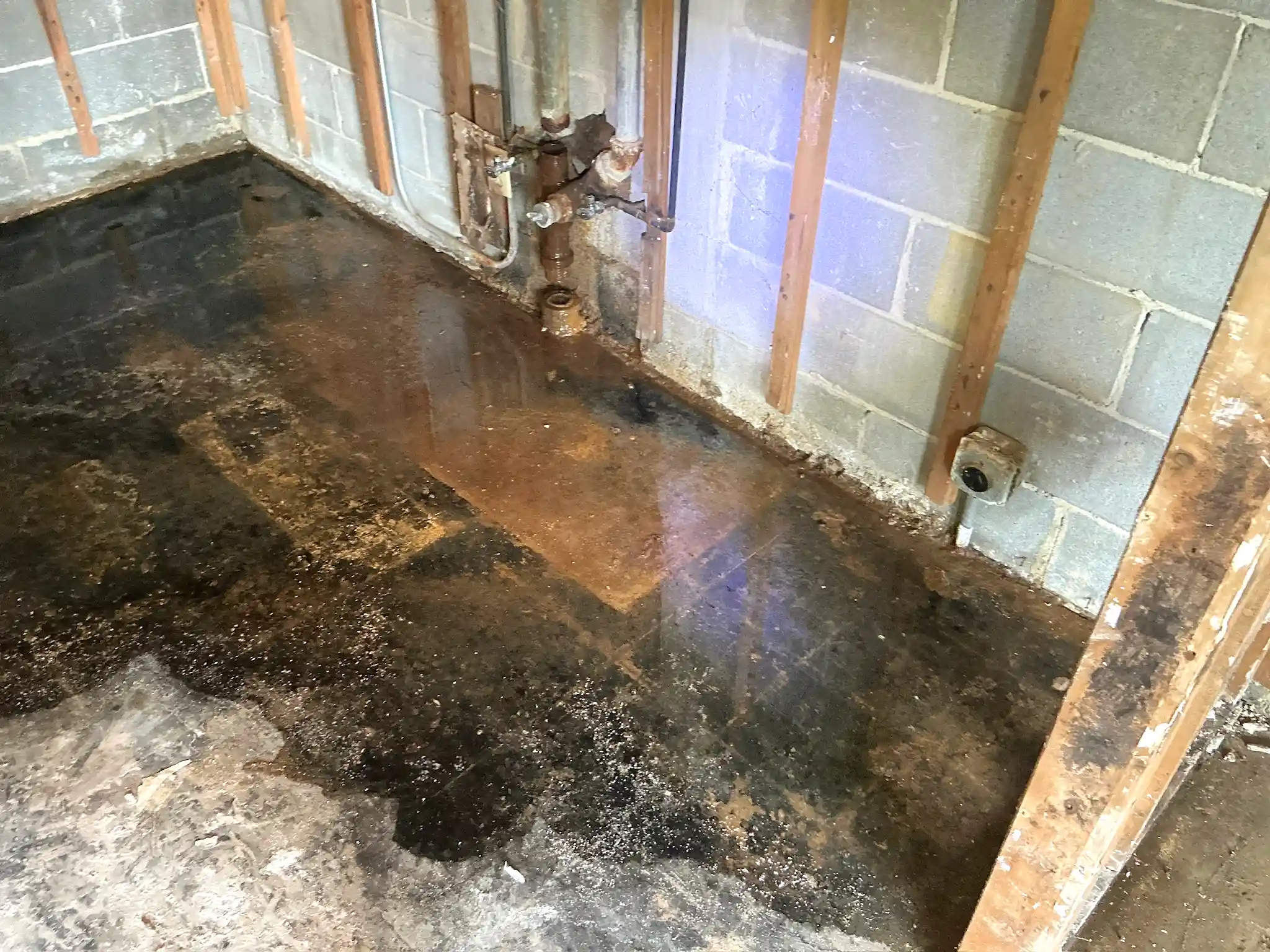 Mold inspection in Poland.