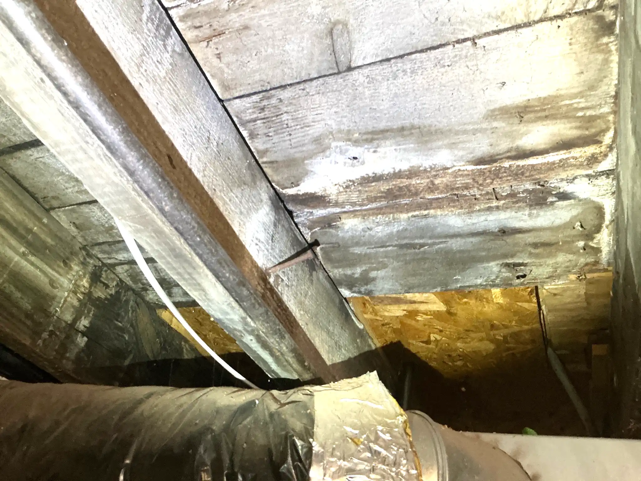 Our mold inspector found this surface mold in Poland.
