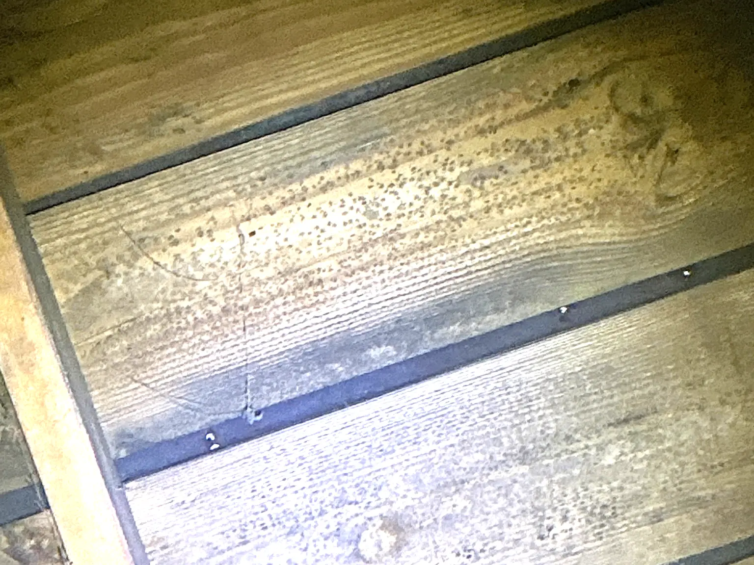Mold found on a surface during an inspection in Portage Lakes.