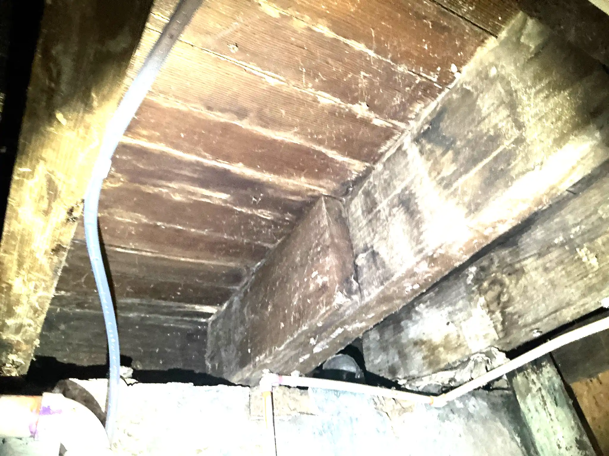 Mold found on a surface during an inspection in Ravenna.