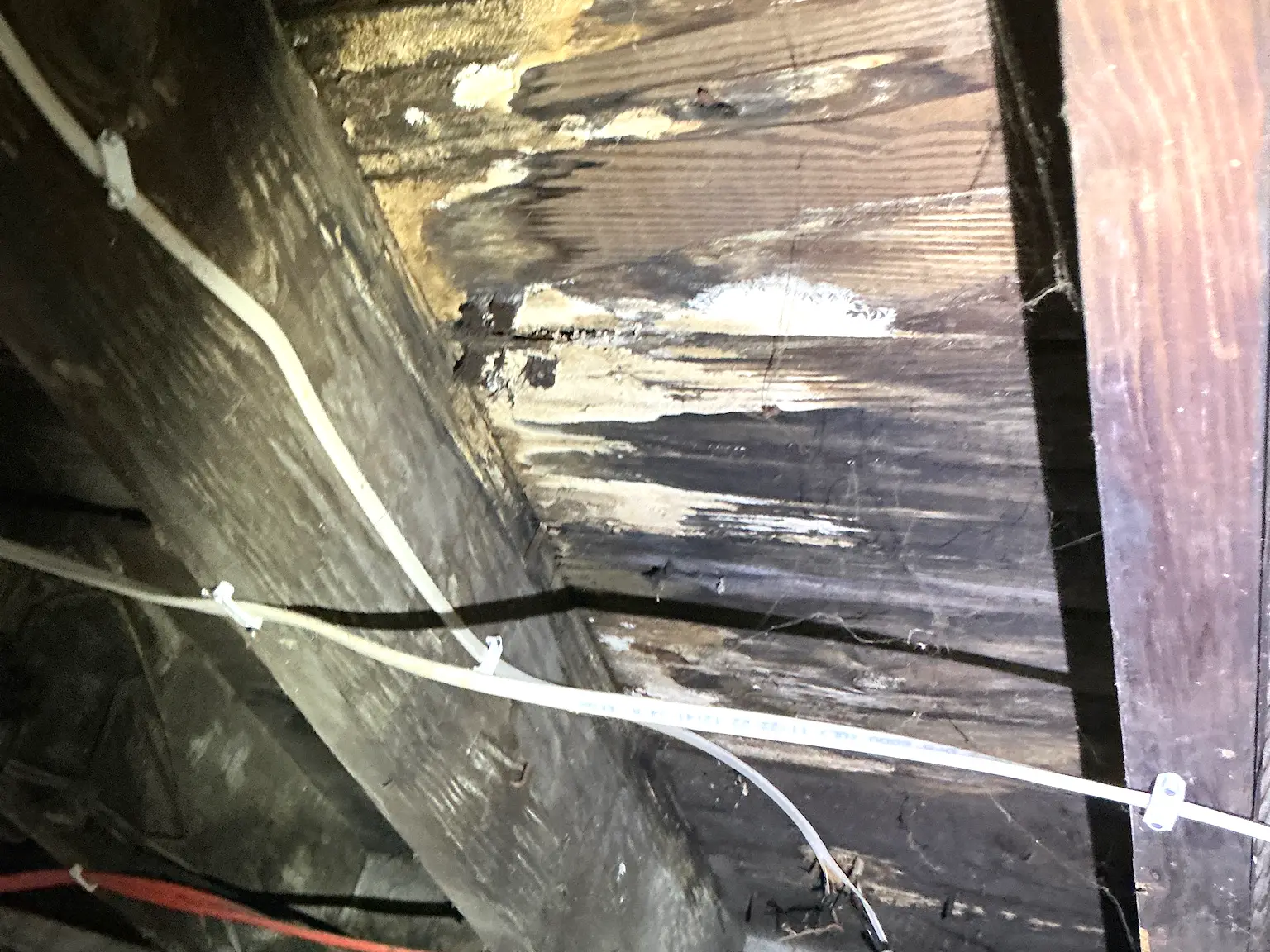 Our mold inspector found this surface mold in Ravenna.