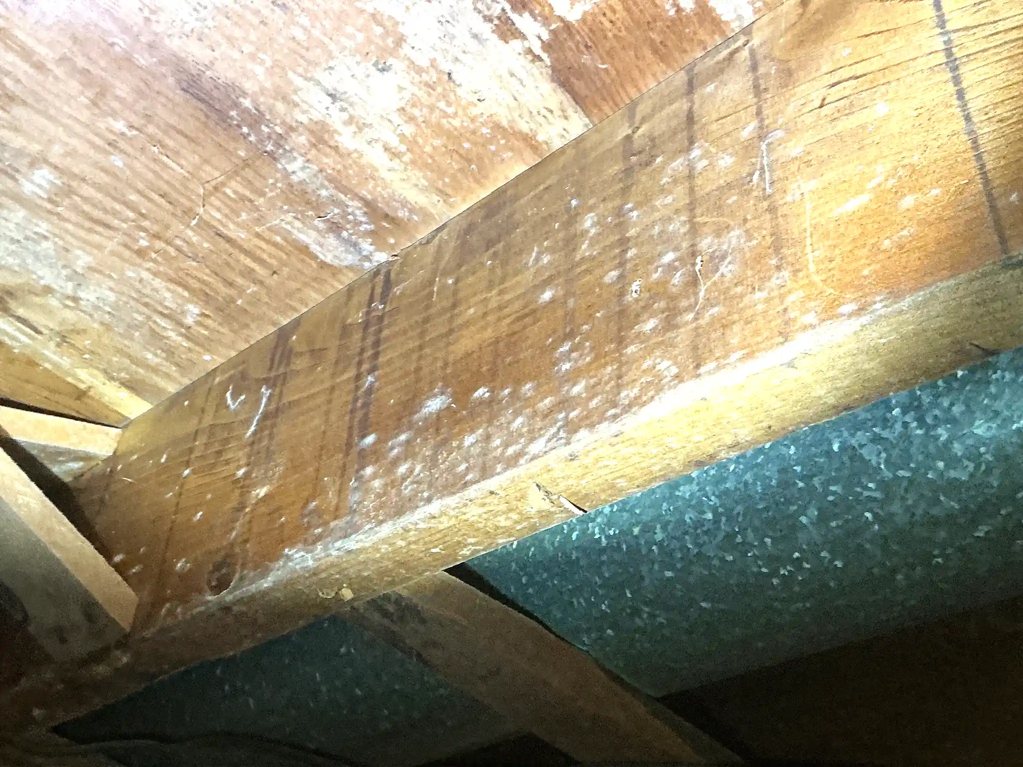 Mold found during a home inspection in Ravenna.