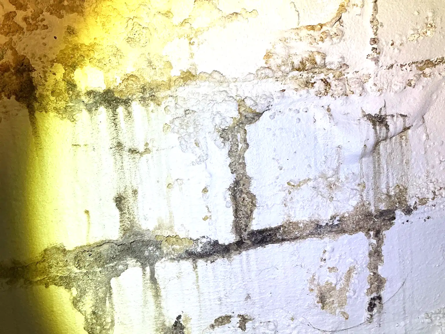 Mold found during a commercial mold inspection in Richmond Heights.
