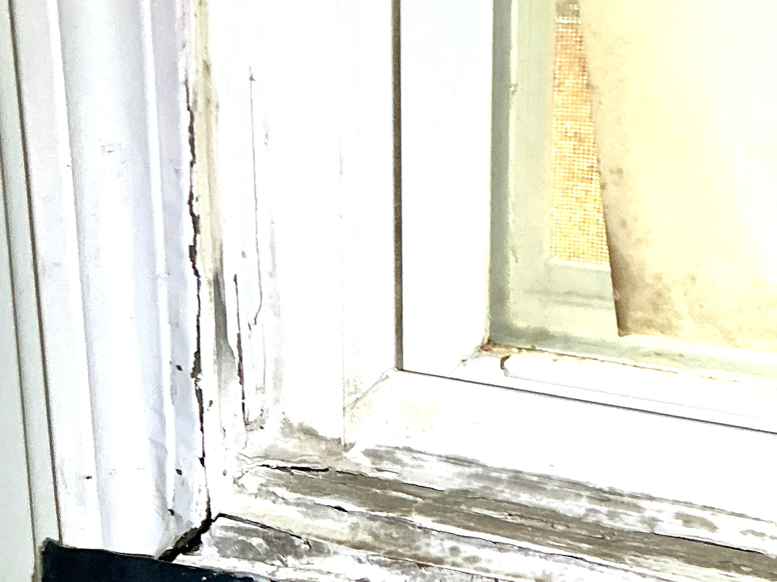Mold inspection in Riverside.