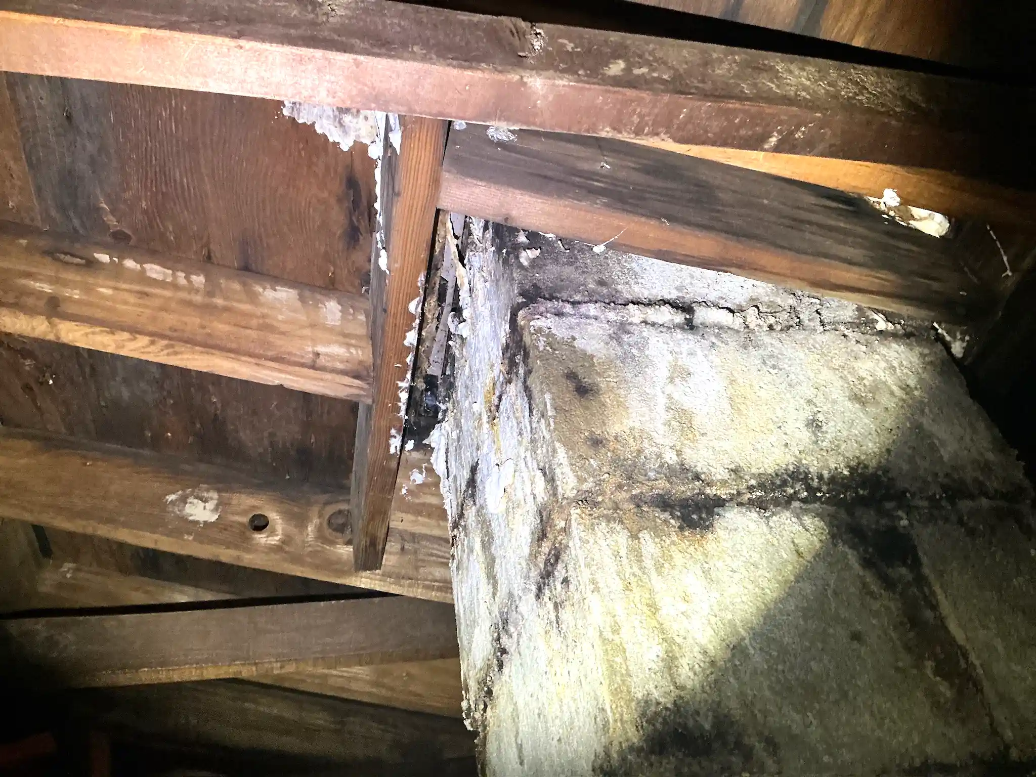 Mold found on a surface during an inspection in Rocky River.