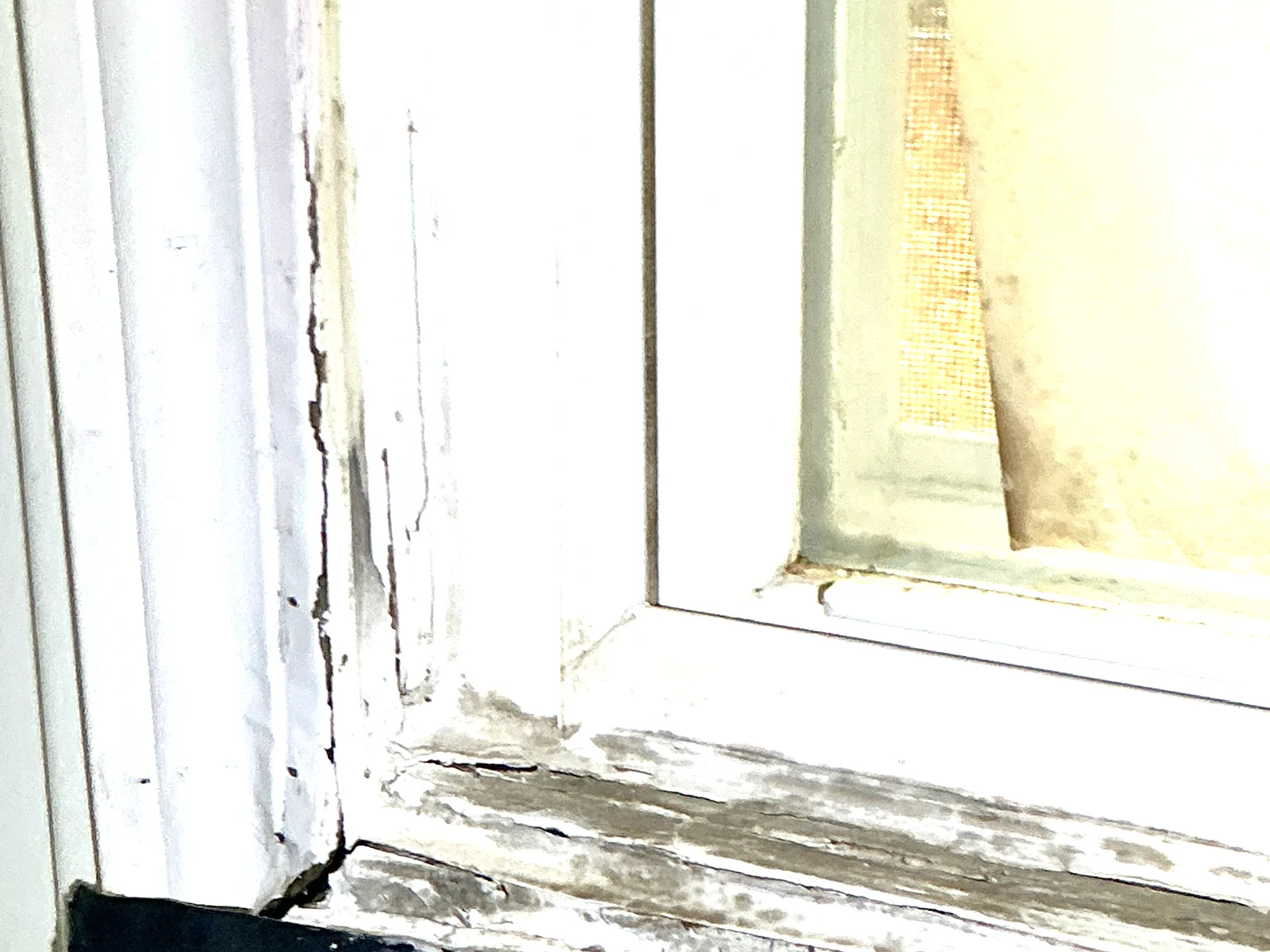 Our mold inspector found this surface mold in Sagamore Hills.