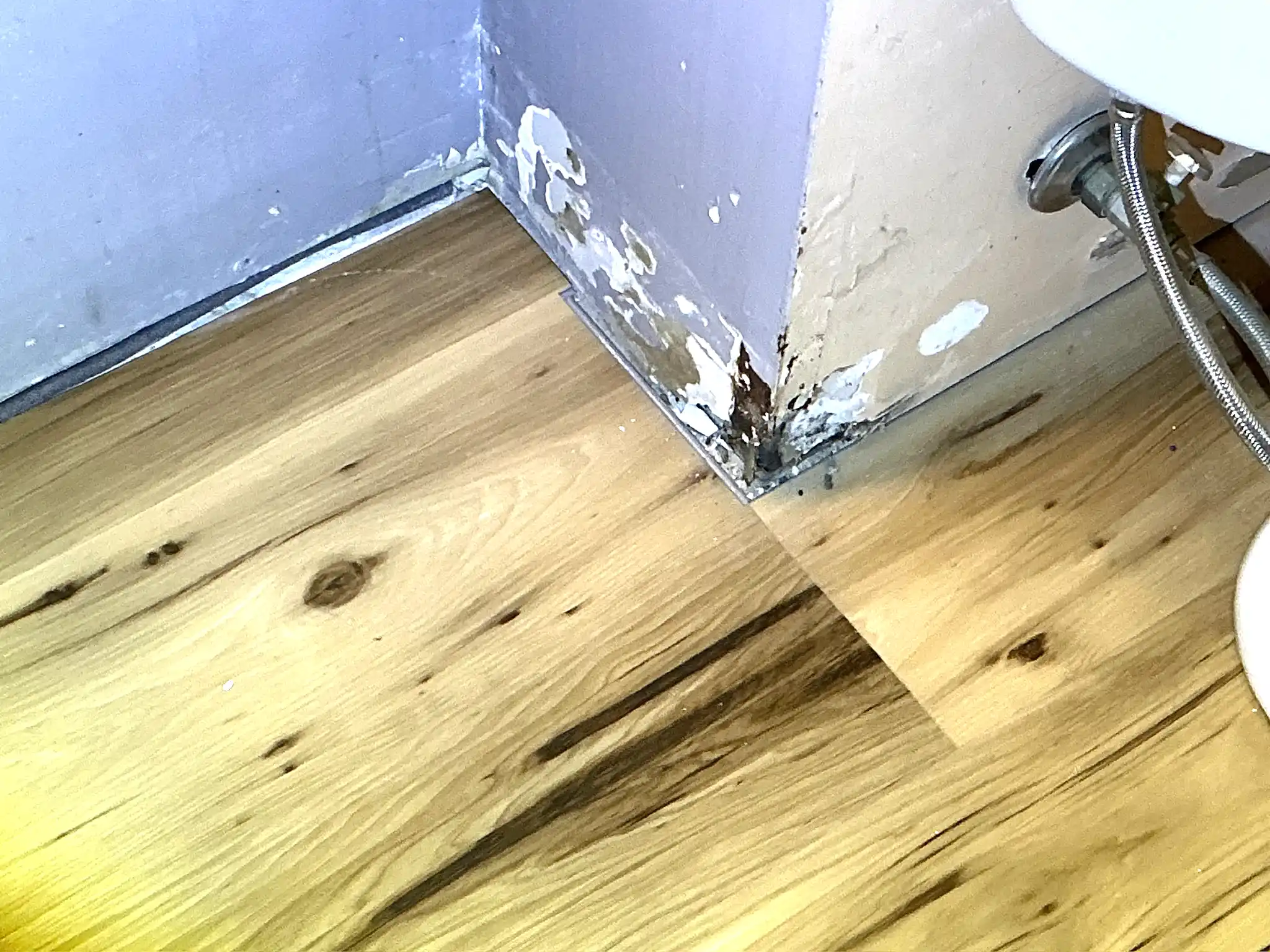 Mold found on a surface during an inspection in Sebring.