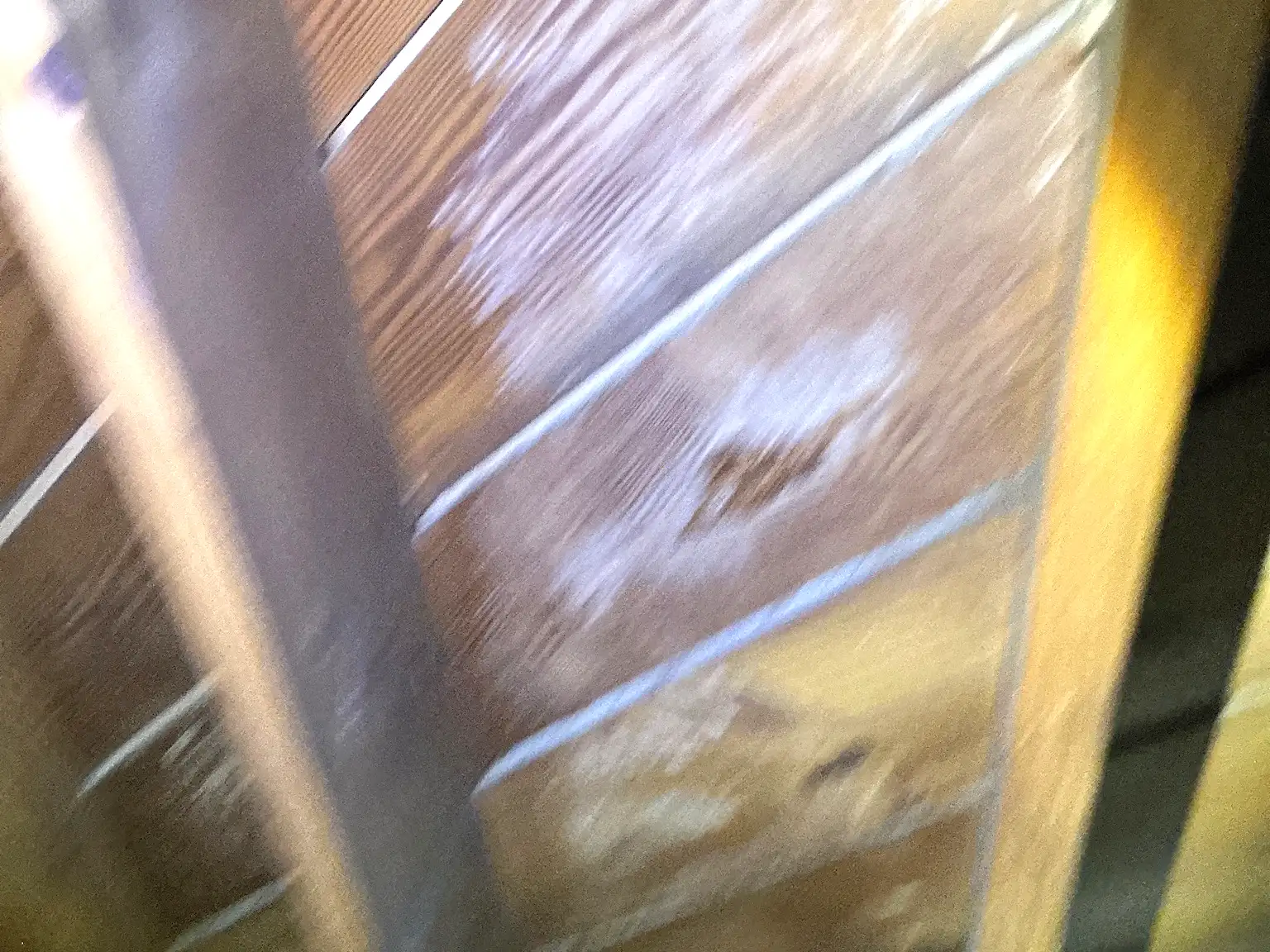 Mold inspection in Sebring.