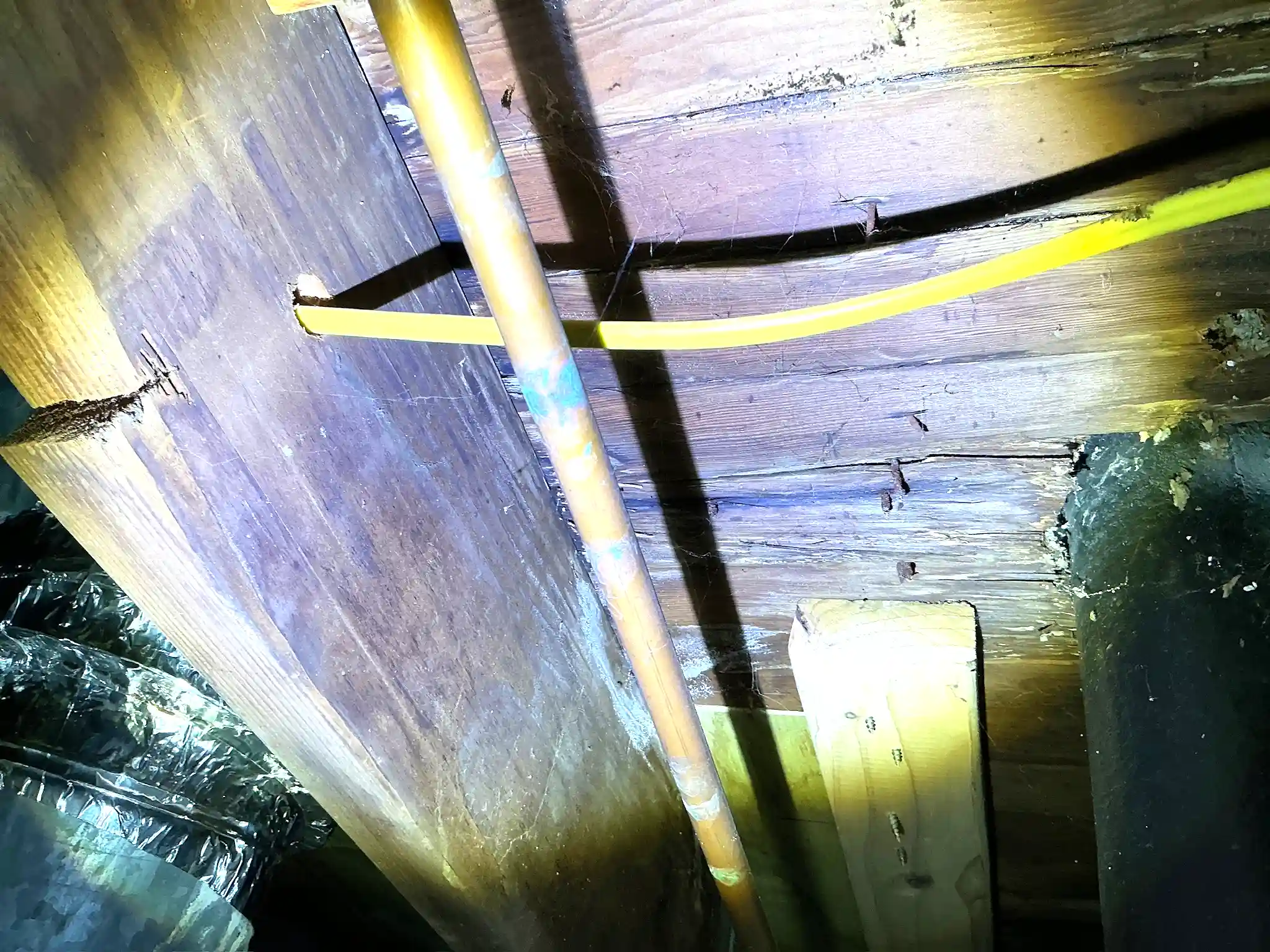Our mold inspector found this surface mold in Sebring.