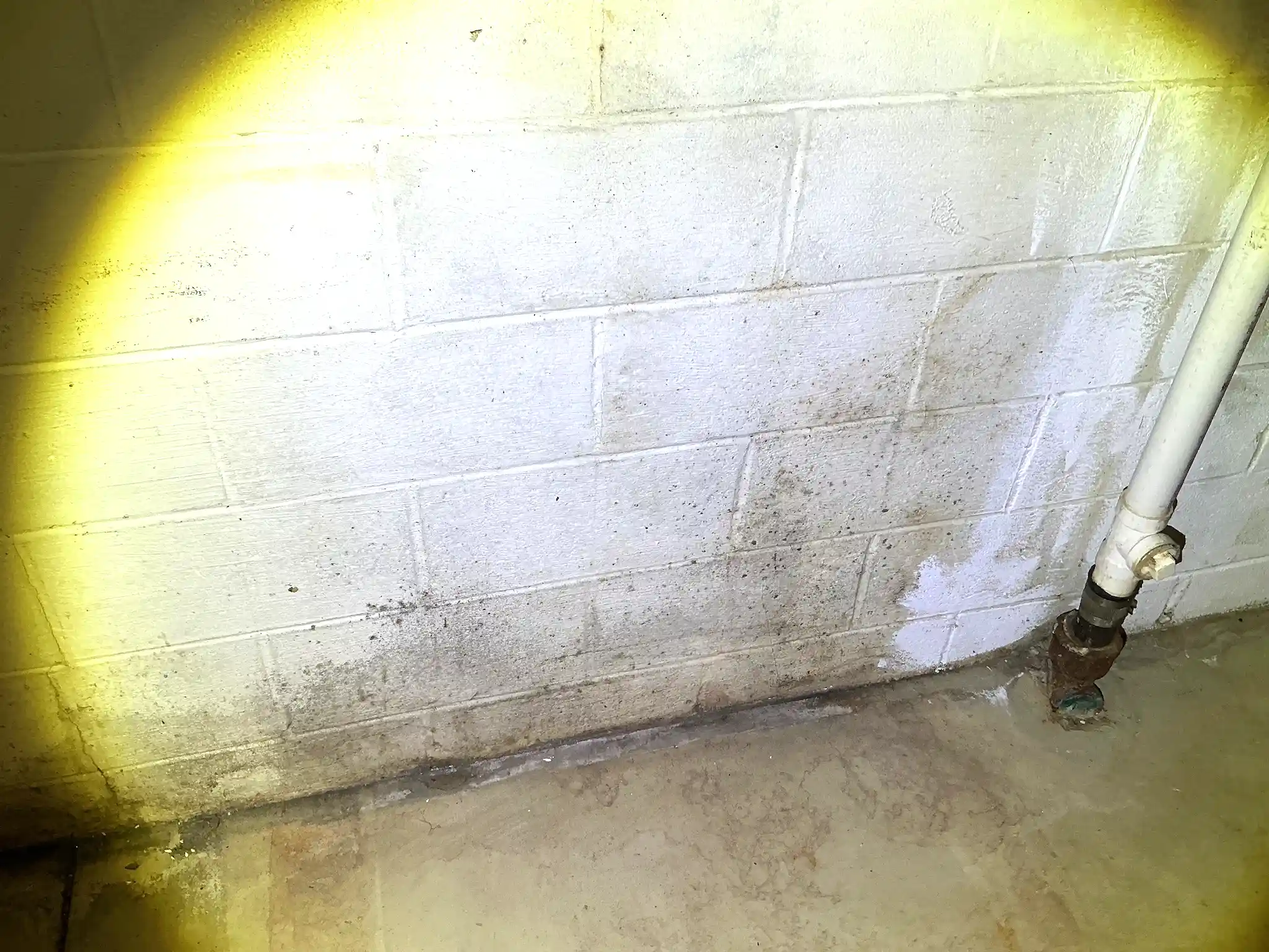 Mold found during a home inspection in Sebring.