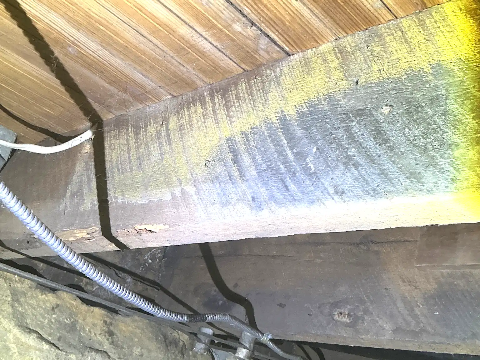 Mold found on a surface during an inspection in Seven Hills.