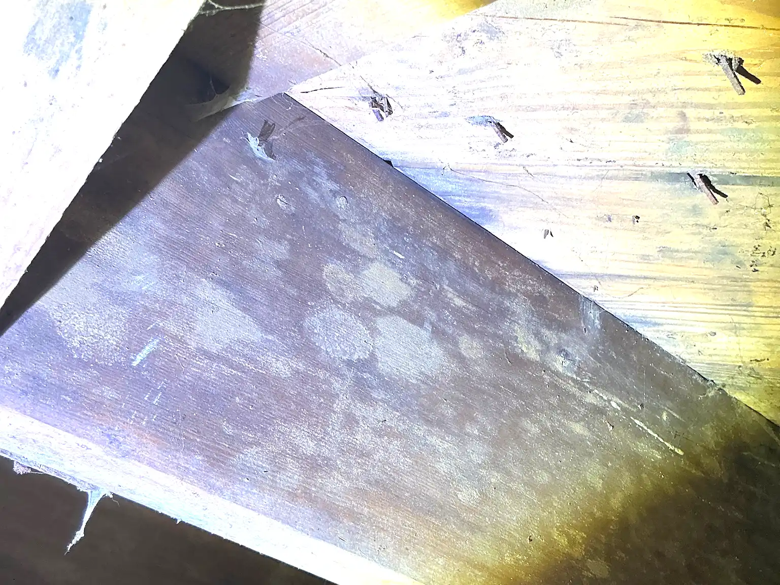Mold inspection in Seven Hills.