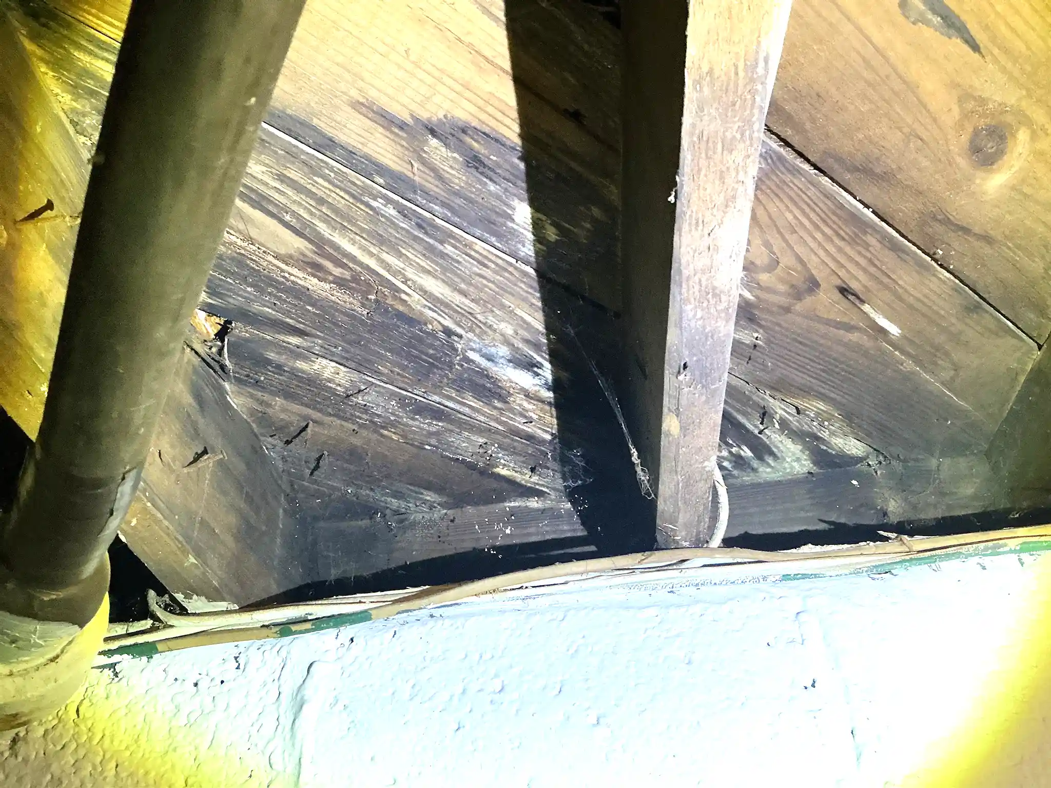 Mold found during a commercial mold inspection in Seven Hills.
