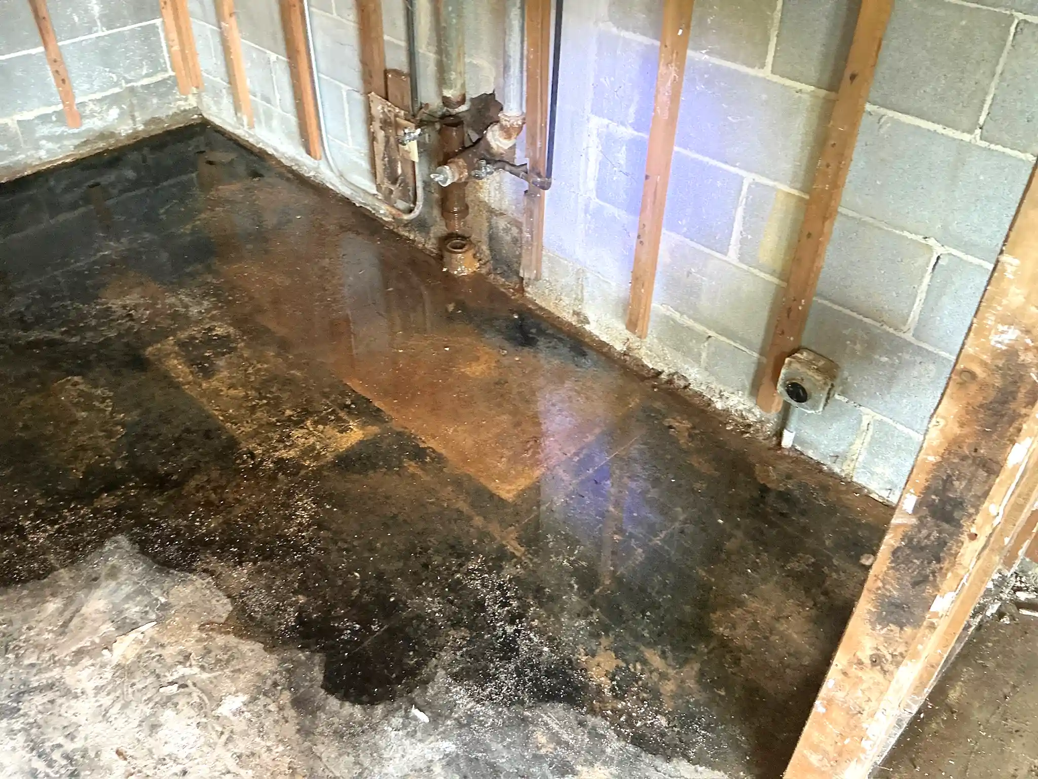 Look at what our mold inspector found in Seville..